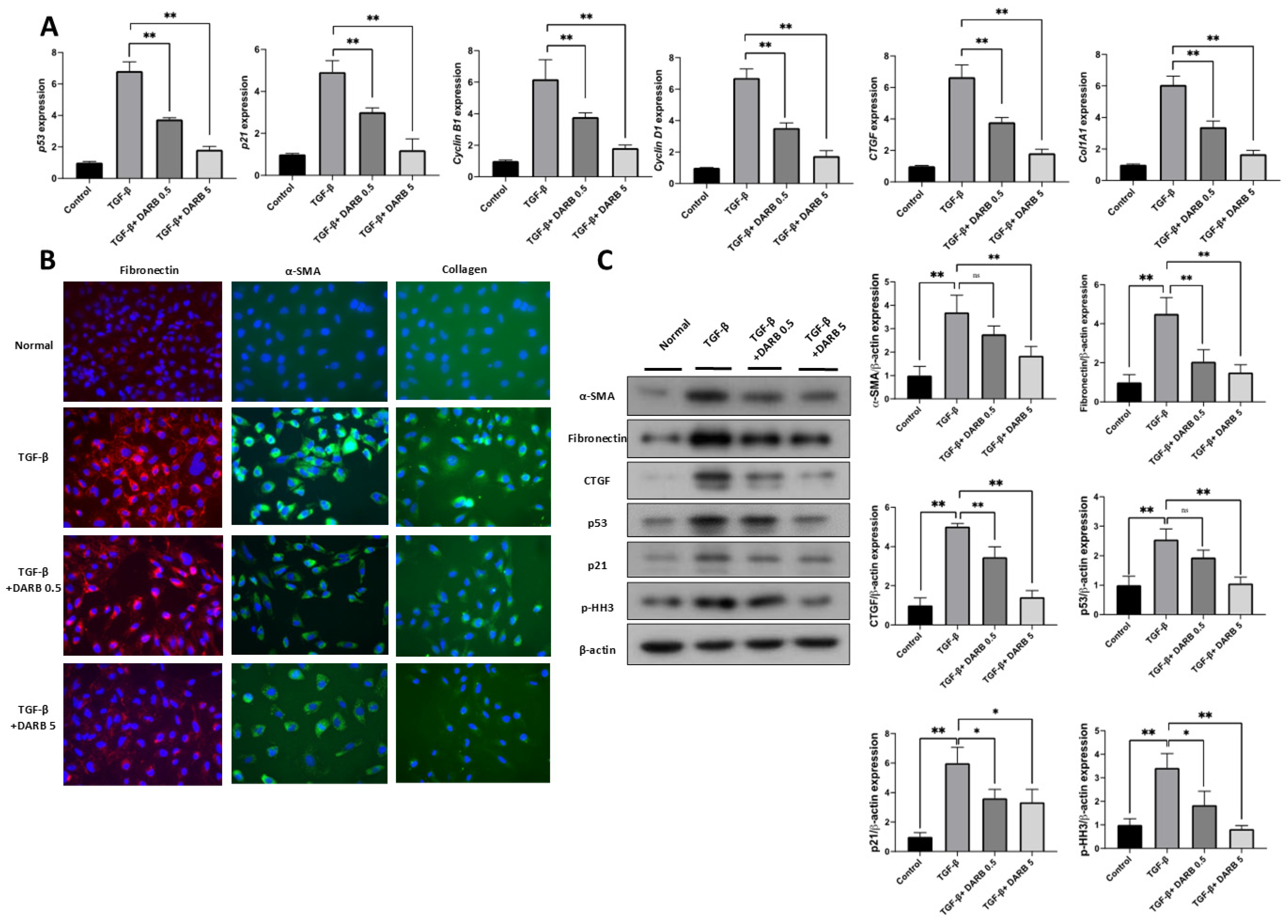 Cells 14 01662 g003 Cells 14 01662 g003