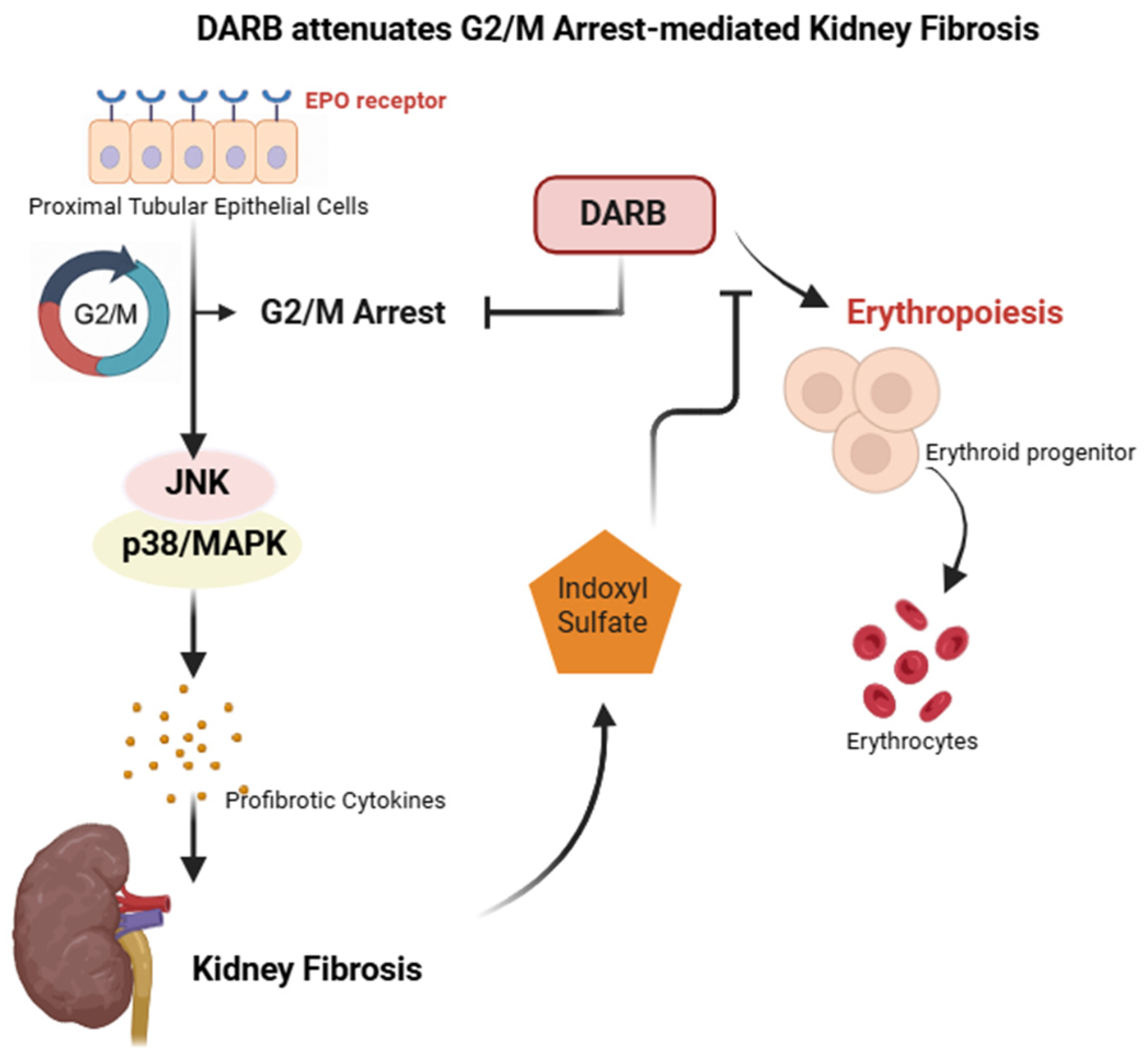 Cells 14 01662 g007 Cells 14 01662 g007