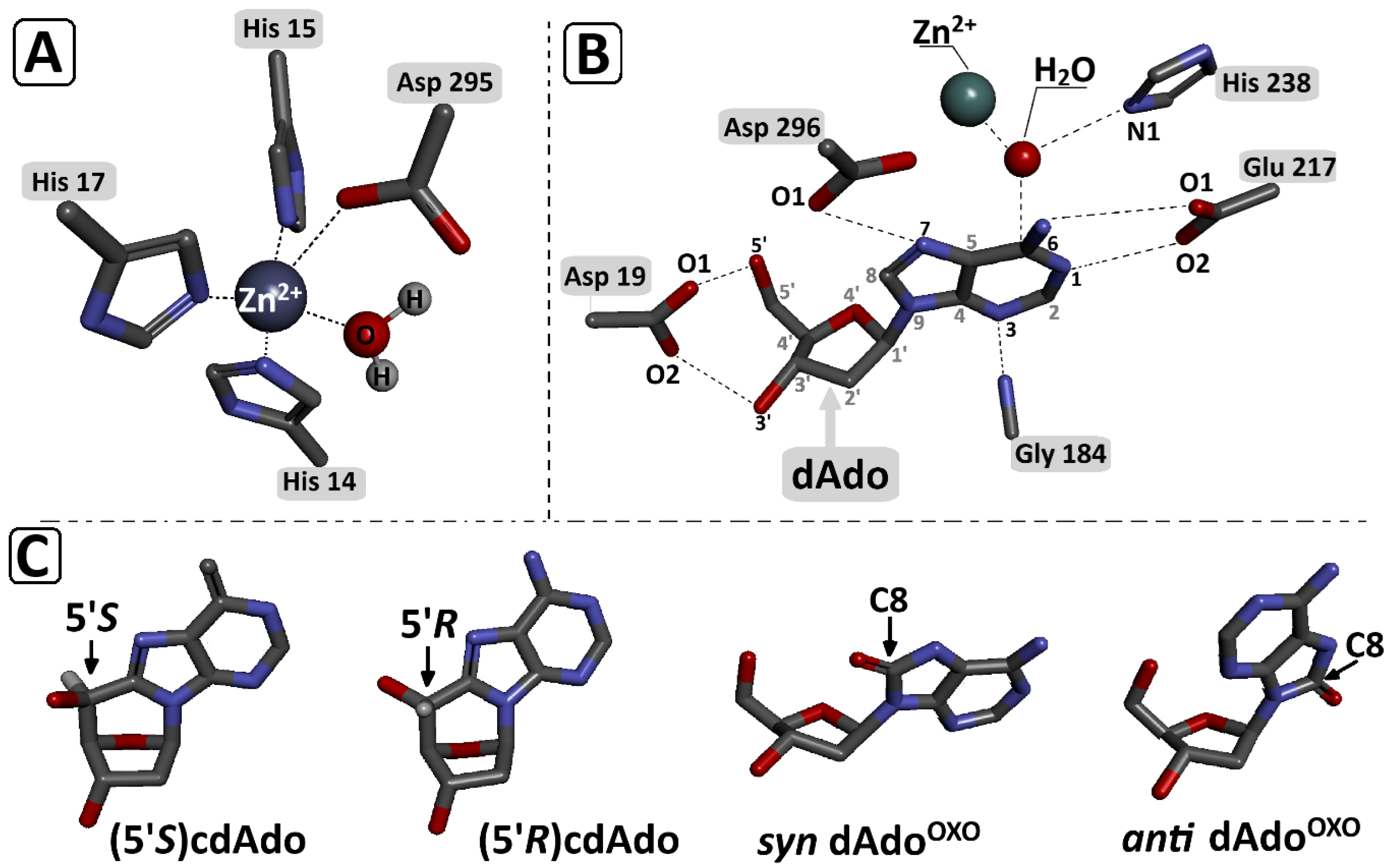Cells 14 01665 g006 Cells 14 01665 g006