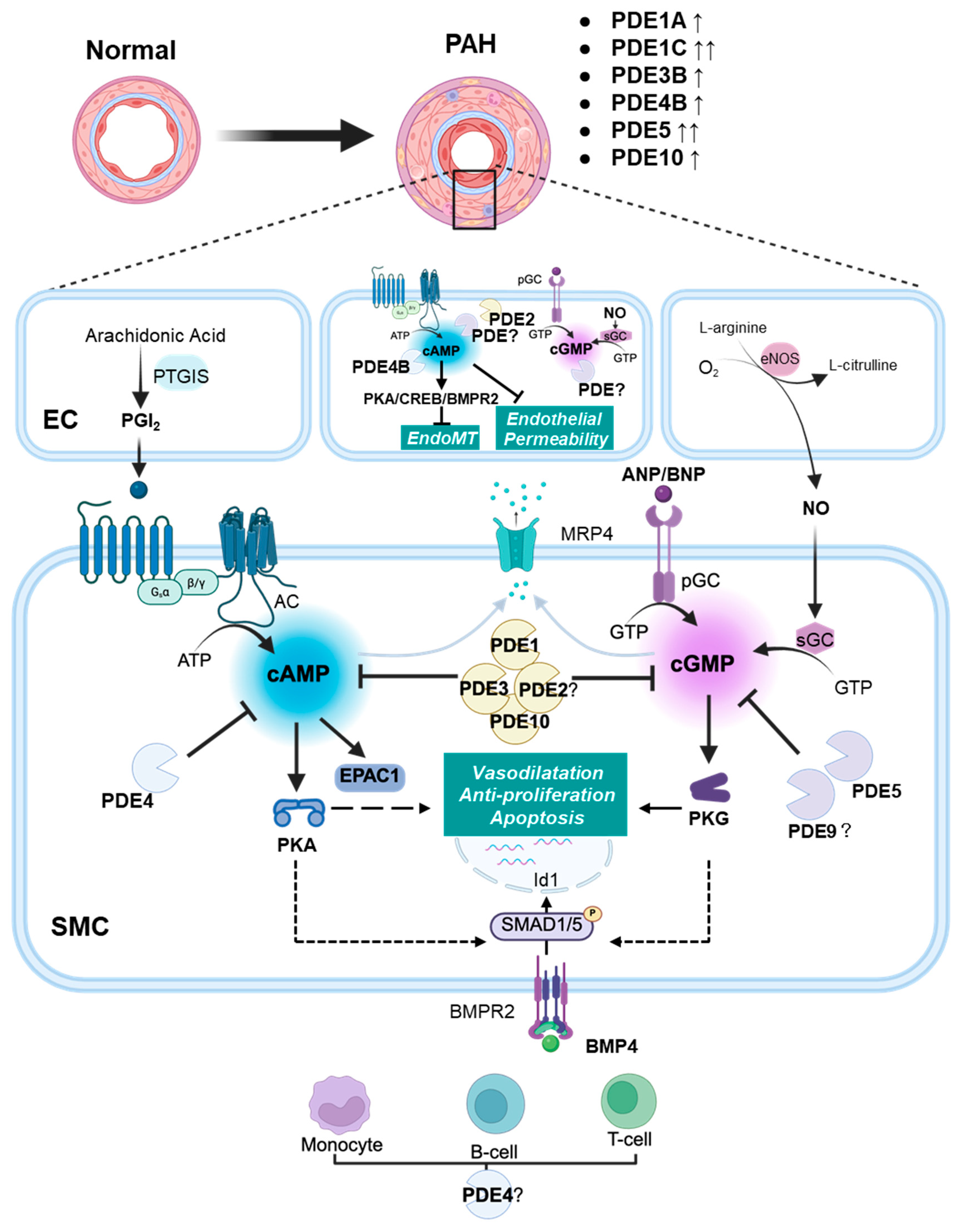 Cells 14 01670 g001 Cells 14 01670 g001