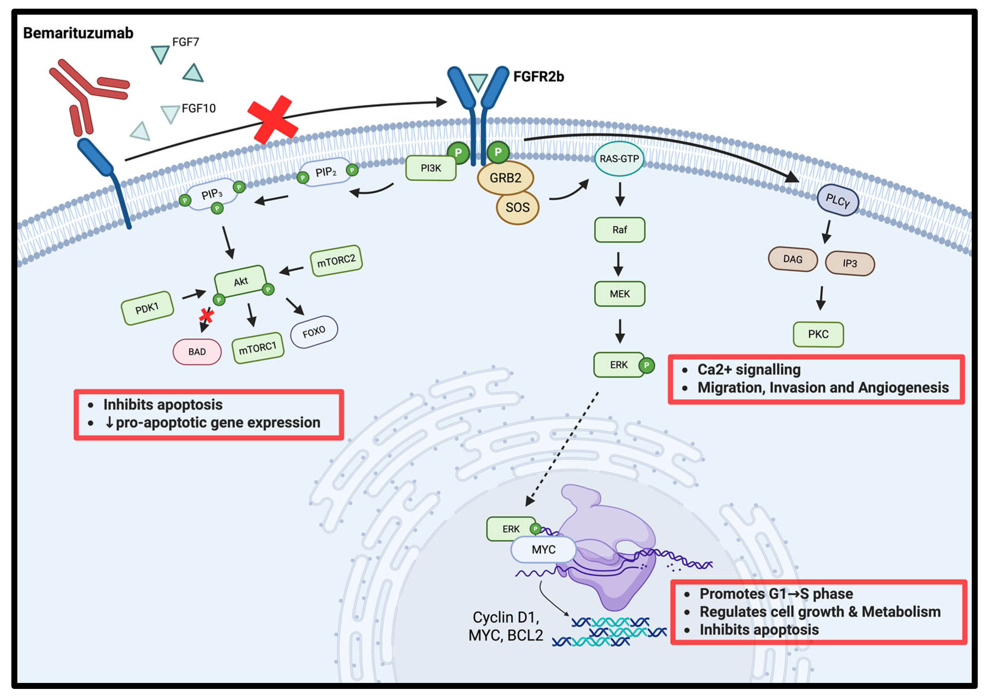 Cells 14 01672 g001 Cells 14 01672 g001