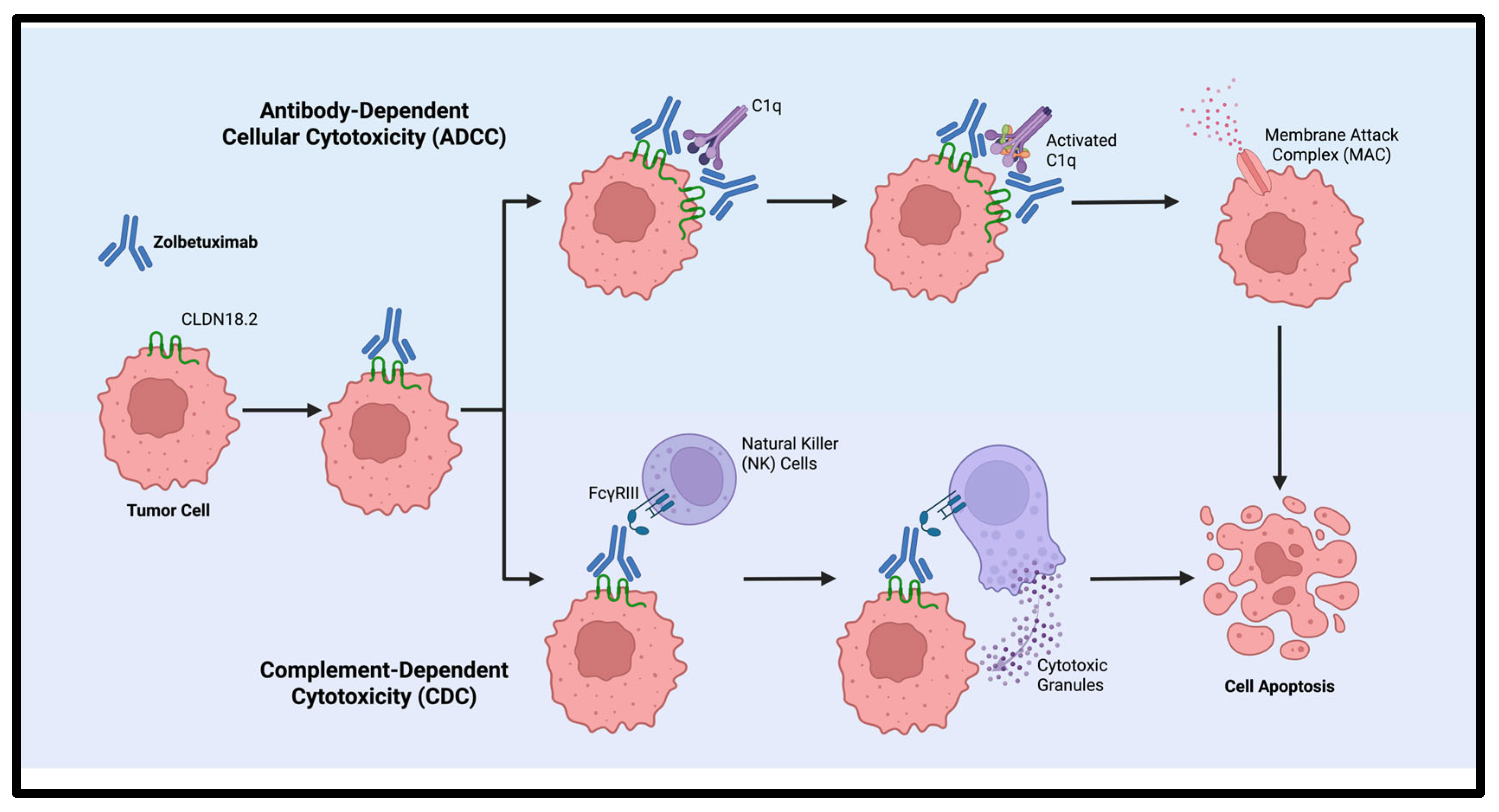 Cells 14 01672 g002 Cells 14 01672 g002