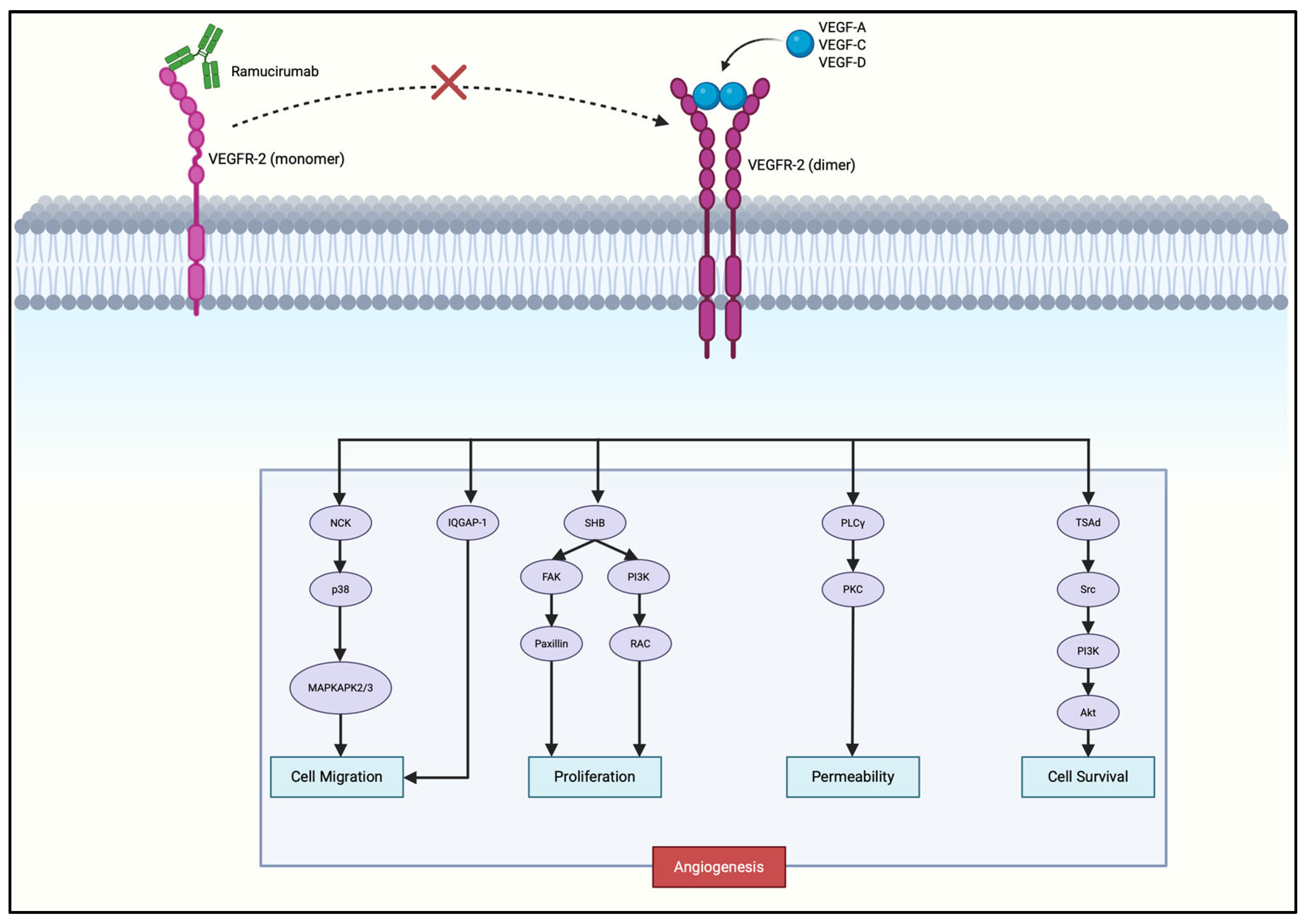 Cells 14 01672 g003 Cells 14 01672 g003