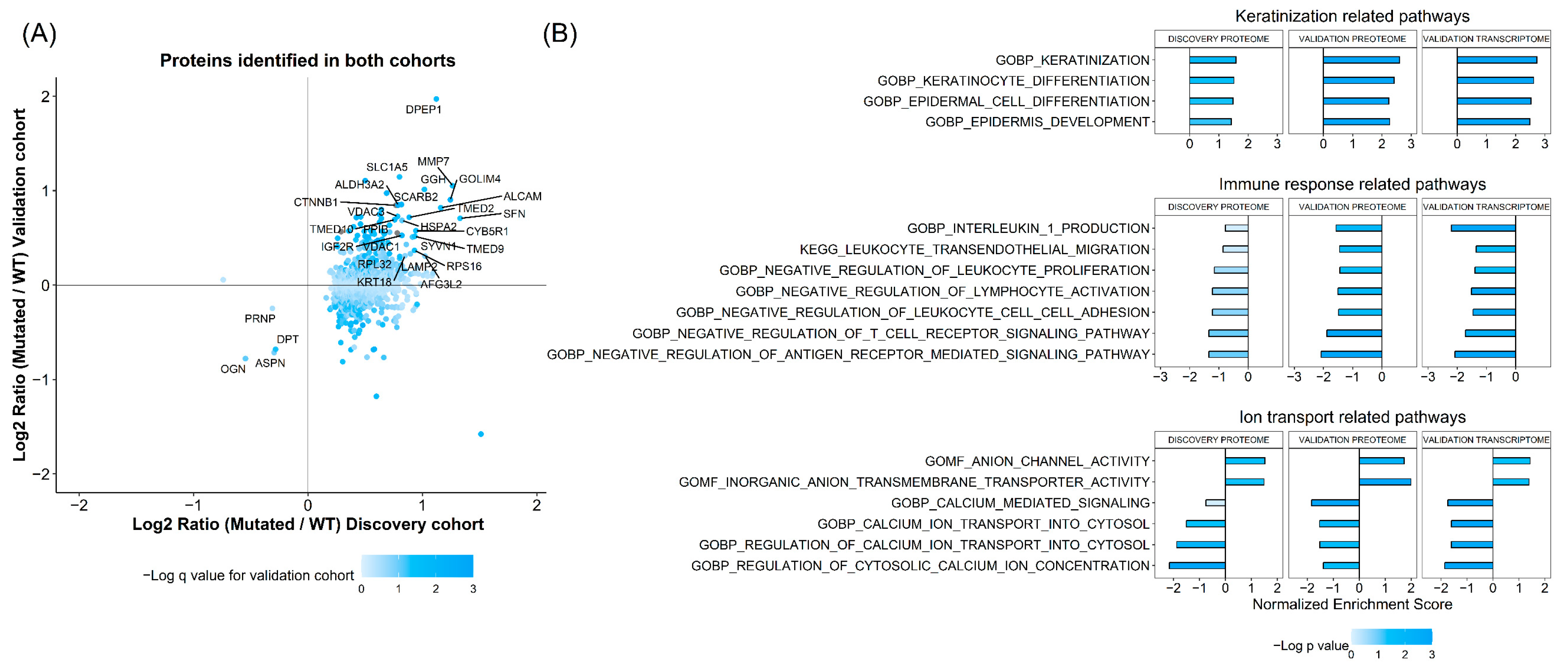 Cells 14 01676 g001 Cells 14 01676 g001