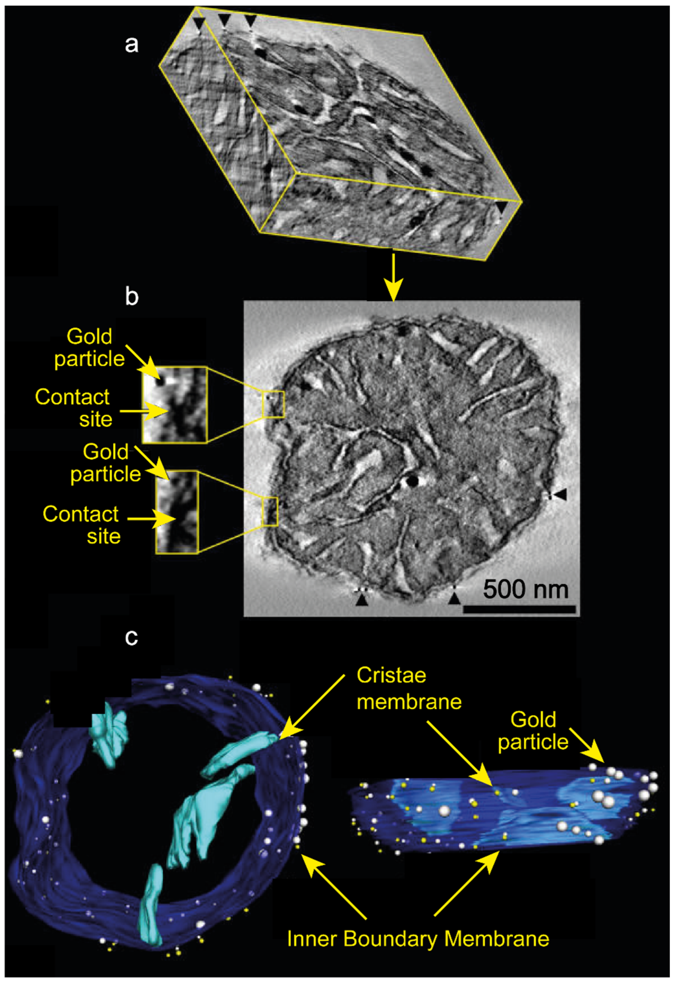 Cells 14 01678 g001 Cells 14 01678 g001