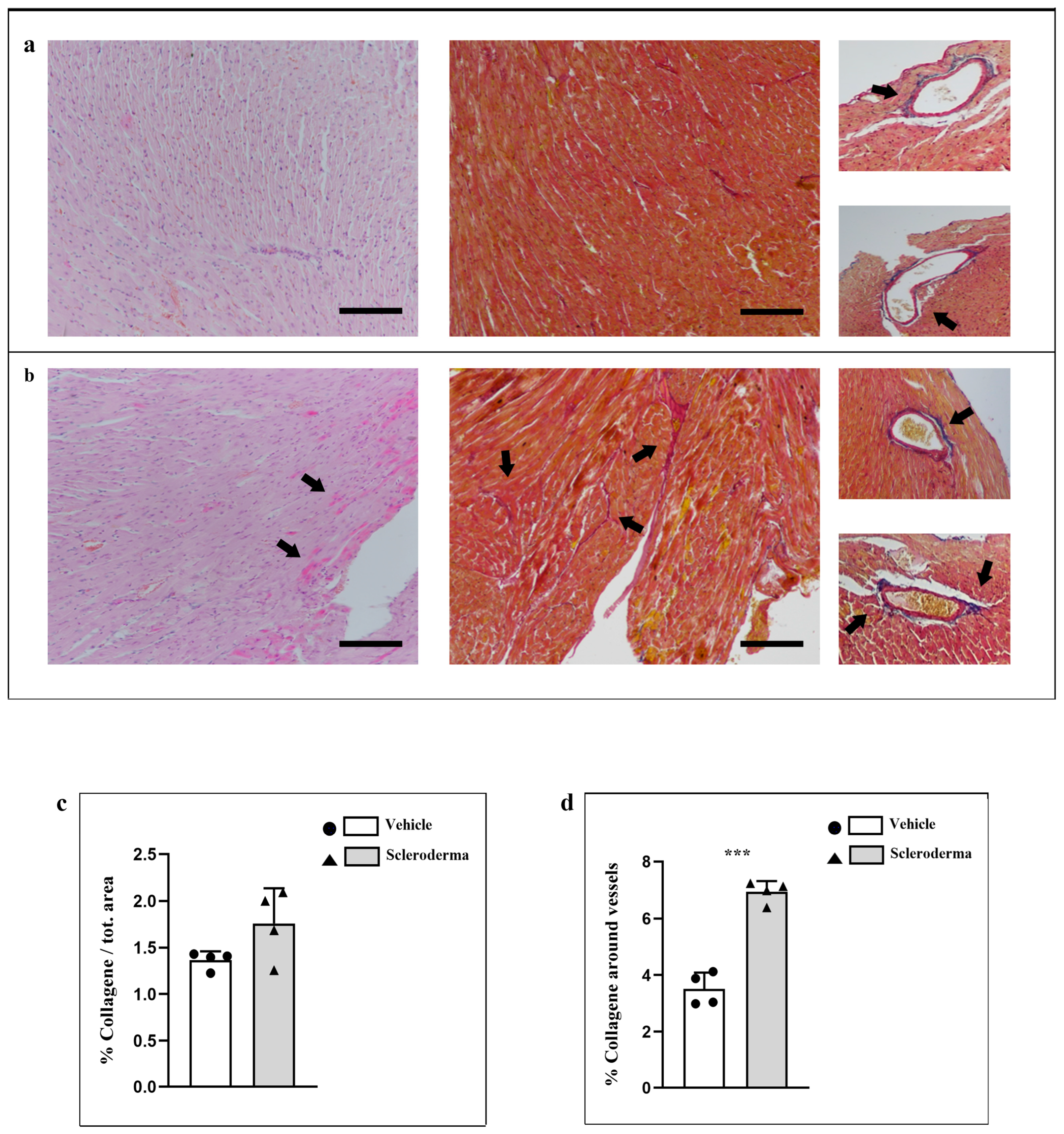 Cells 14 01679 g001 Cells 14 01679 g001