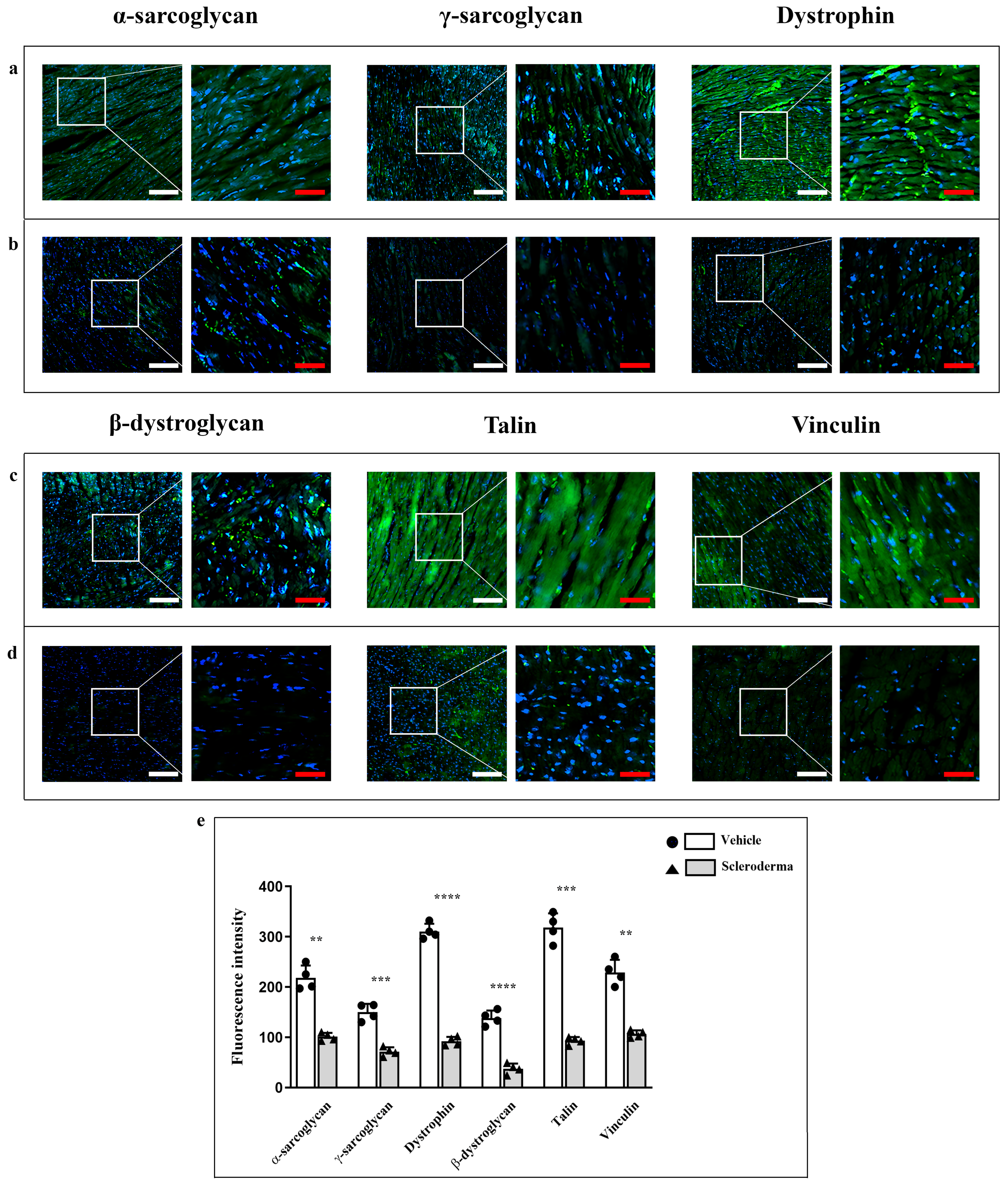 Cells 14 01679 g002 Cells 14 01679 g002