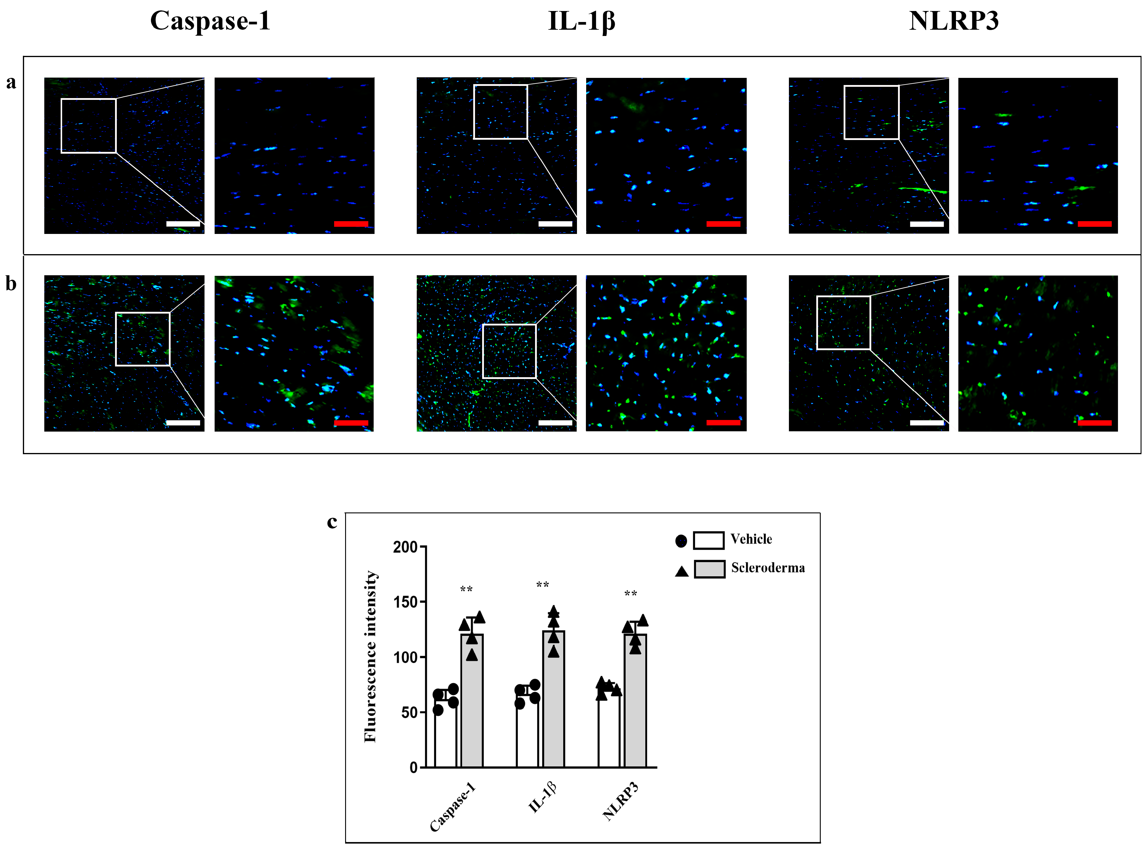 Cells 14 01679 g004 Cells 14 01679 g004
