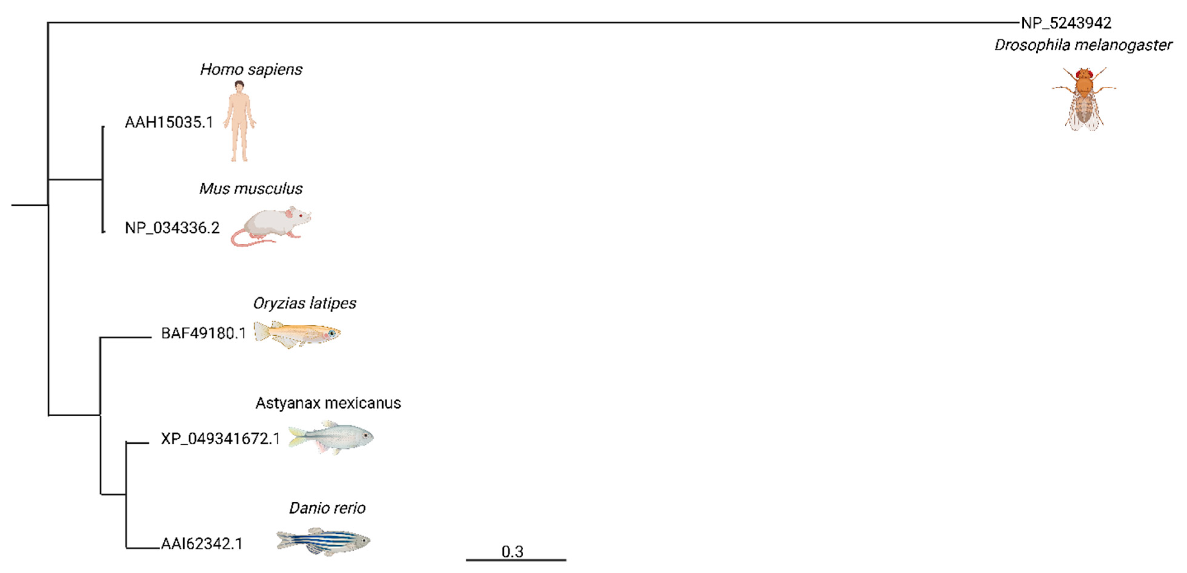 Cells 14 01680 g001 Cells 14 01680 g001