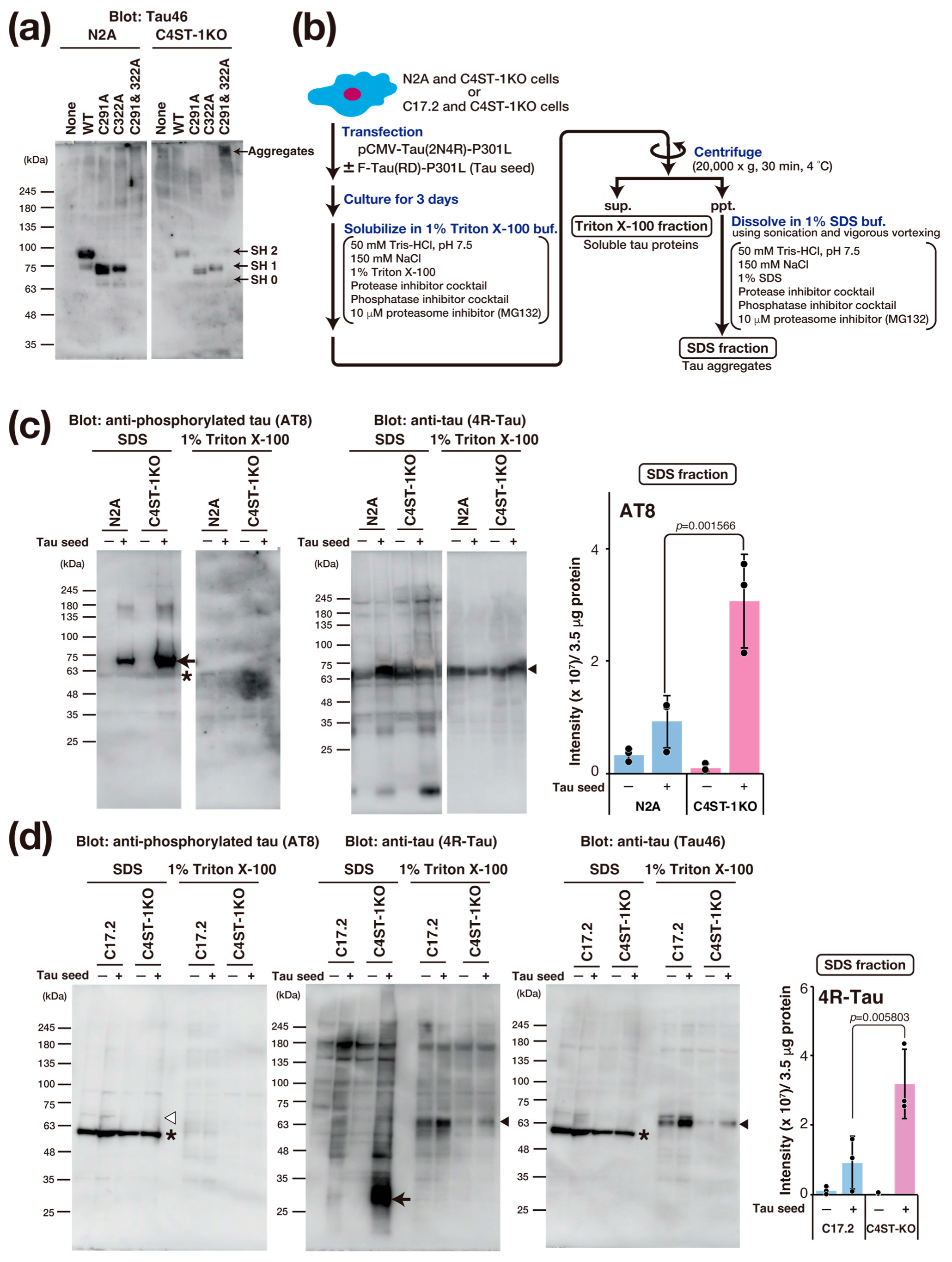 Cells 14 01686 g004 Cells 14 01686 g004