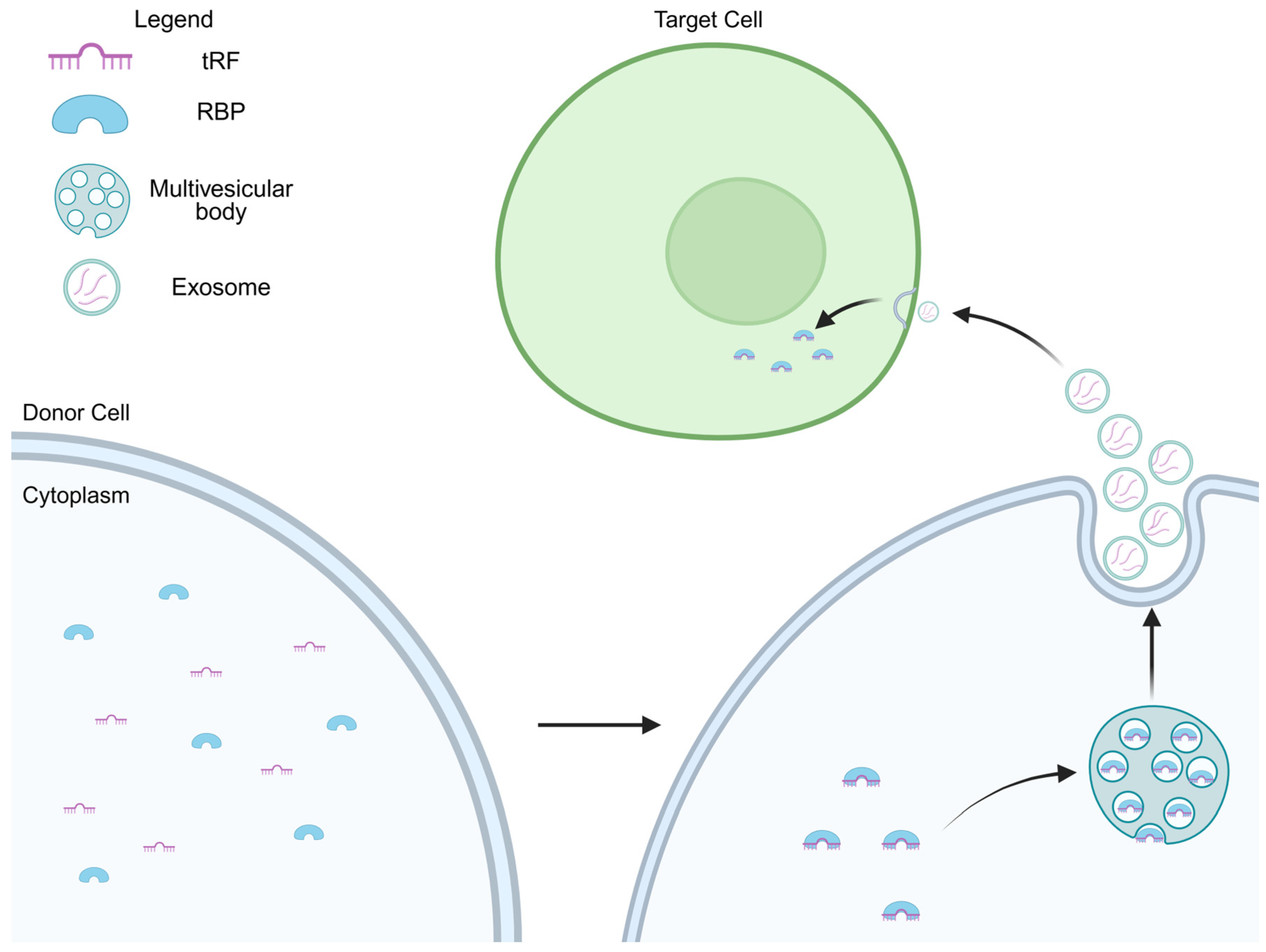 Cells 14 01696 g002 Cells 14 01696 g002