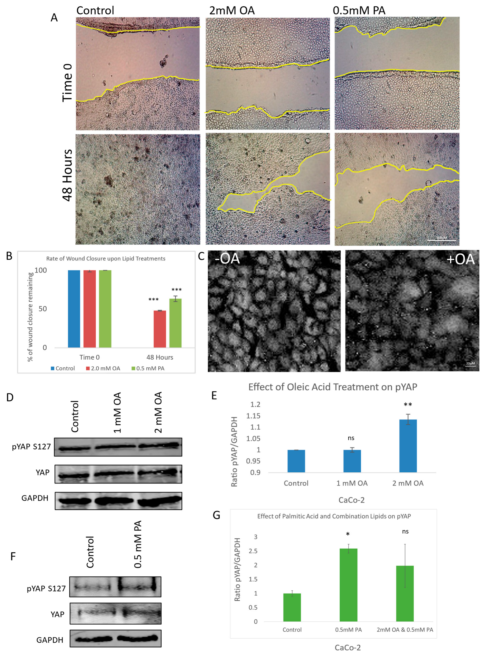 Cells 14 01701 g001 Cells 14 01701 g001