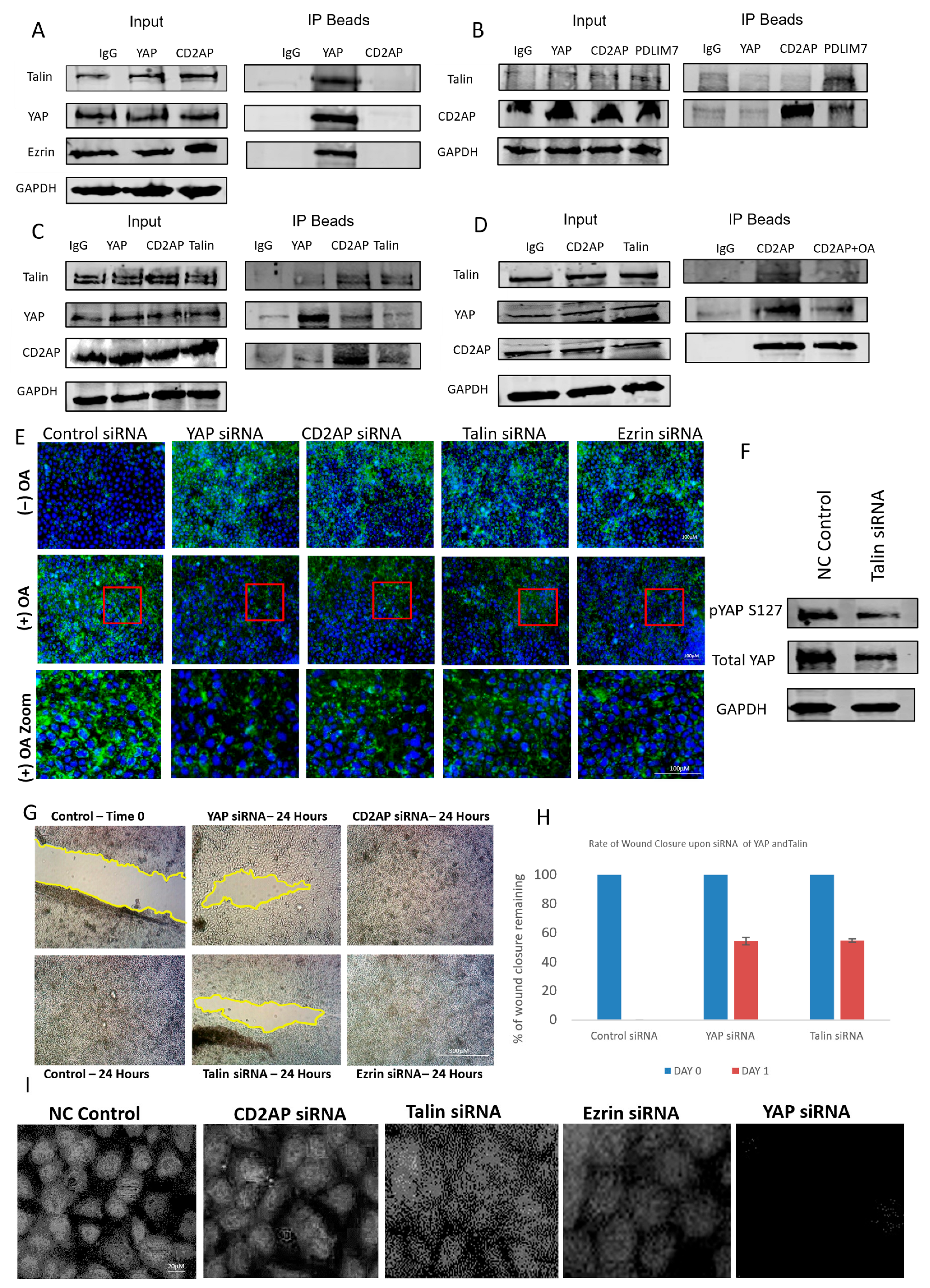 Cells 14 01701 g003 Cells 14 01701 g003