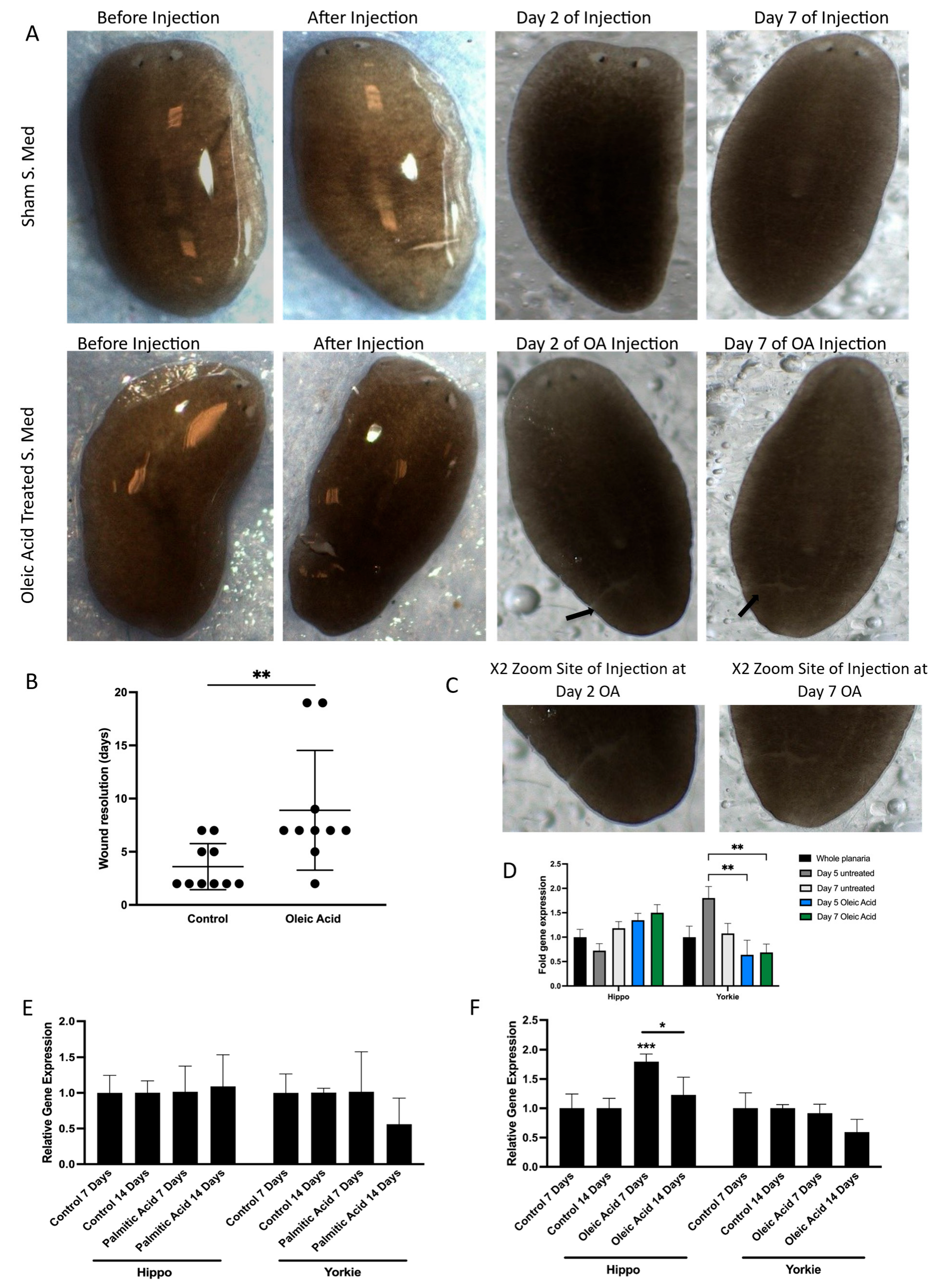 Cells 14 01701 g004 Cells 14 01701 g004