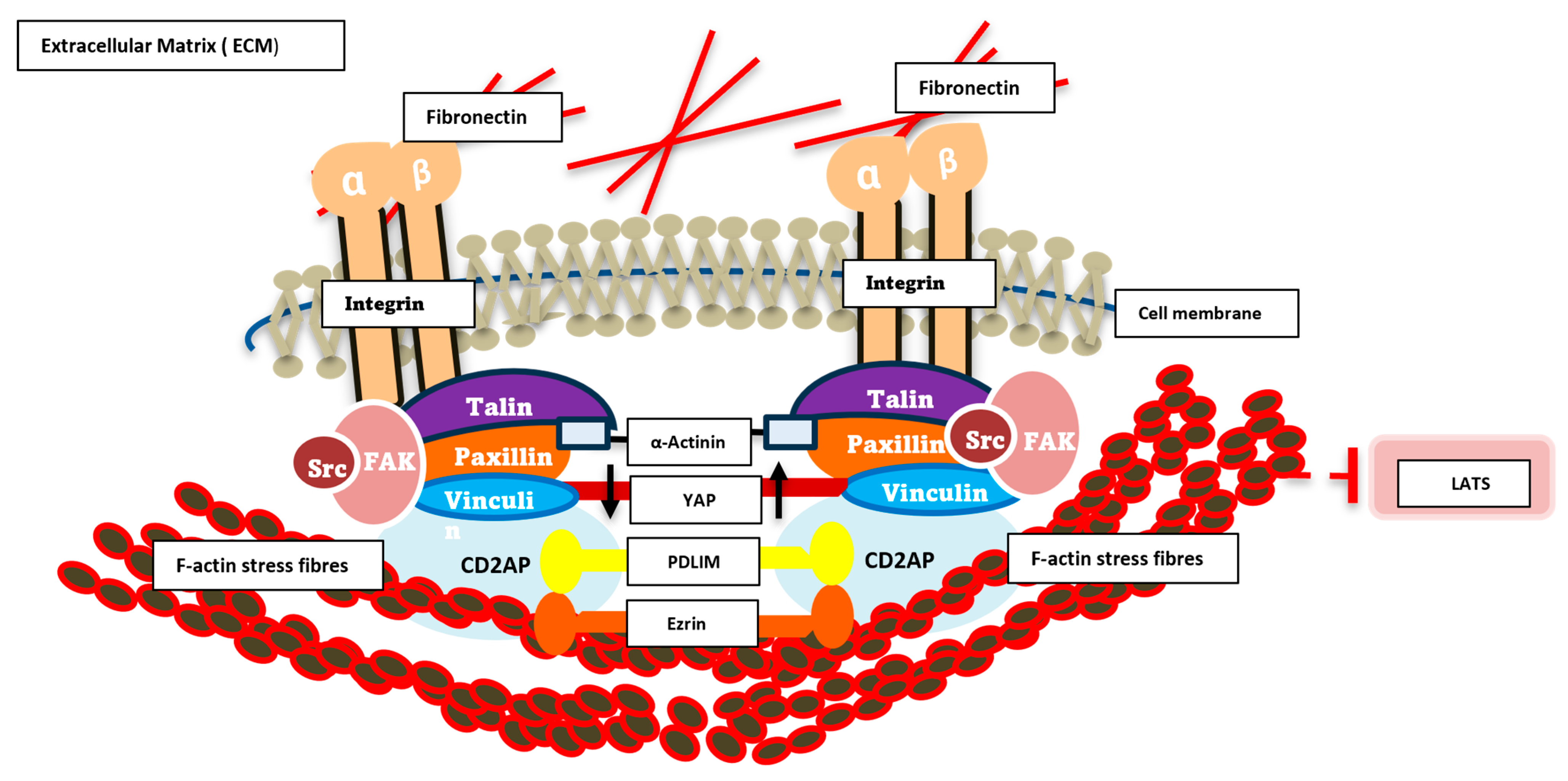 Cells 14 01701 g005 Cells 14 01701 g005