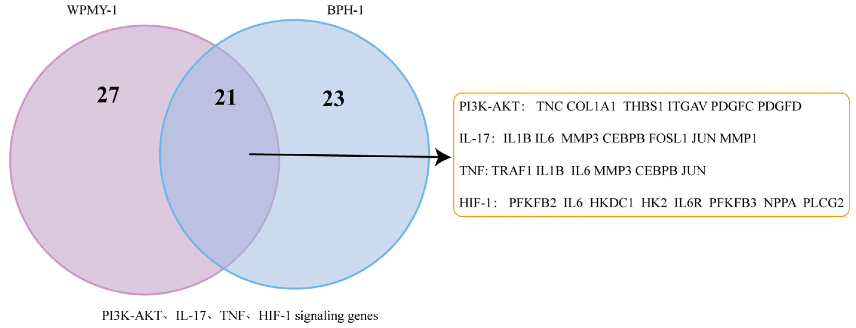 Cells 14 01706 g008 Cells 14 01706 g008
