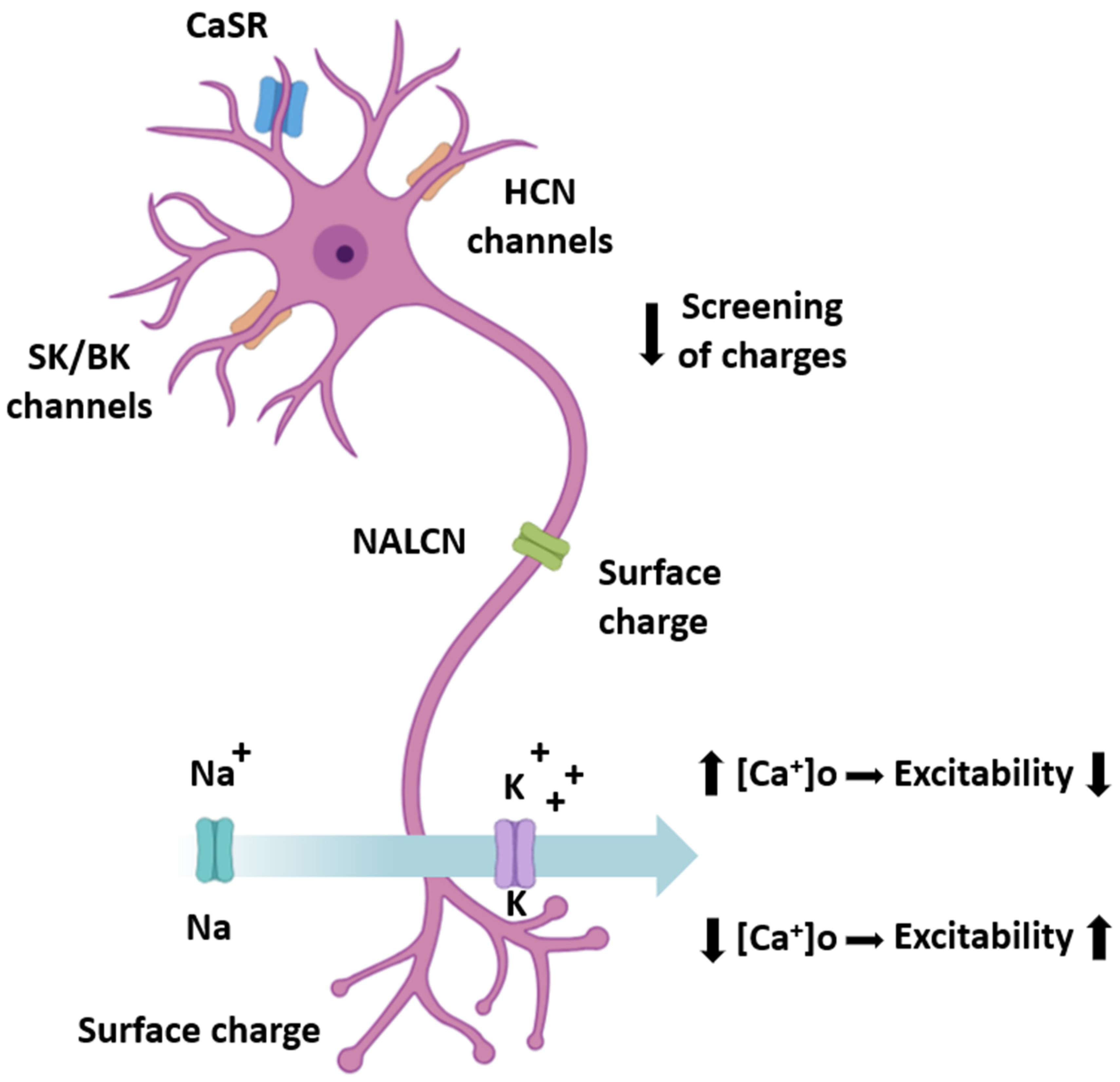 Cells 14 01709 g001 Cells 14 01709 g001