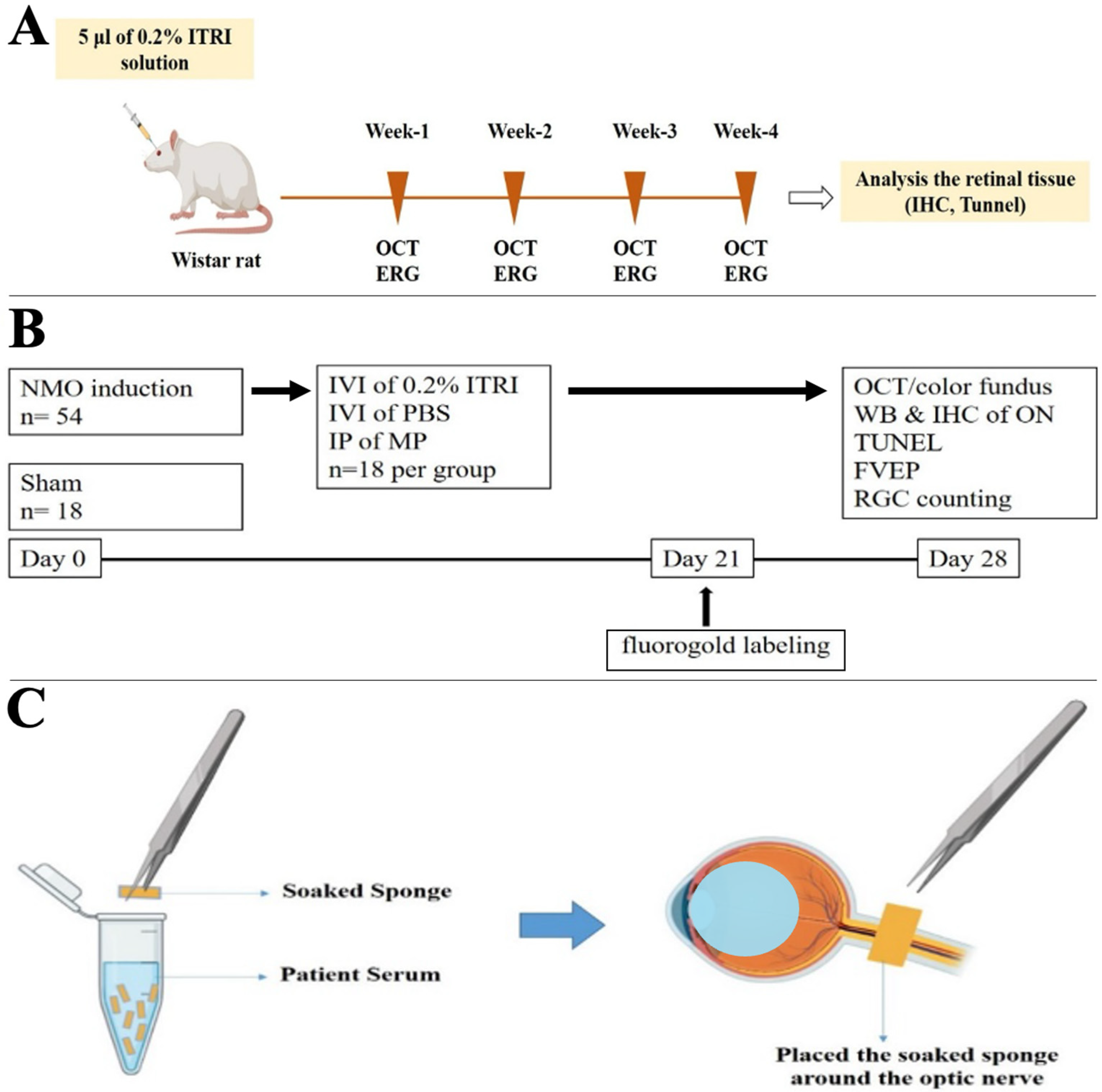 Cells 14 01712 g001 Cells 14 01712 g001