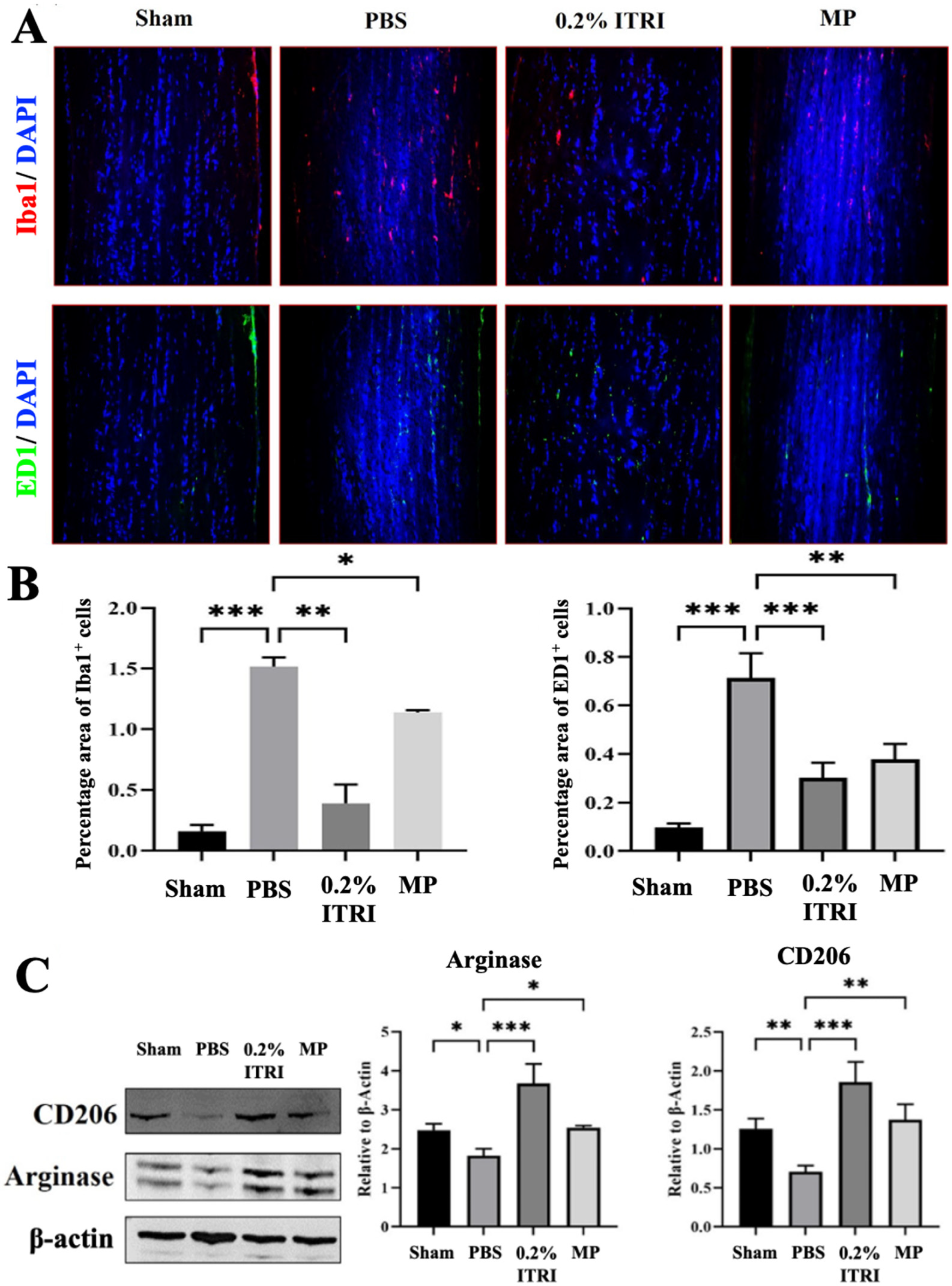 Cells 14 01712 g008 Cells 14 01712 g008