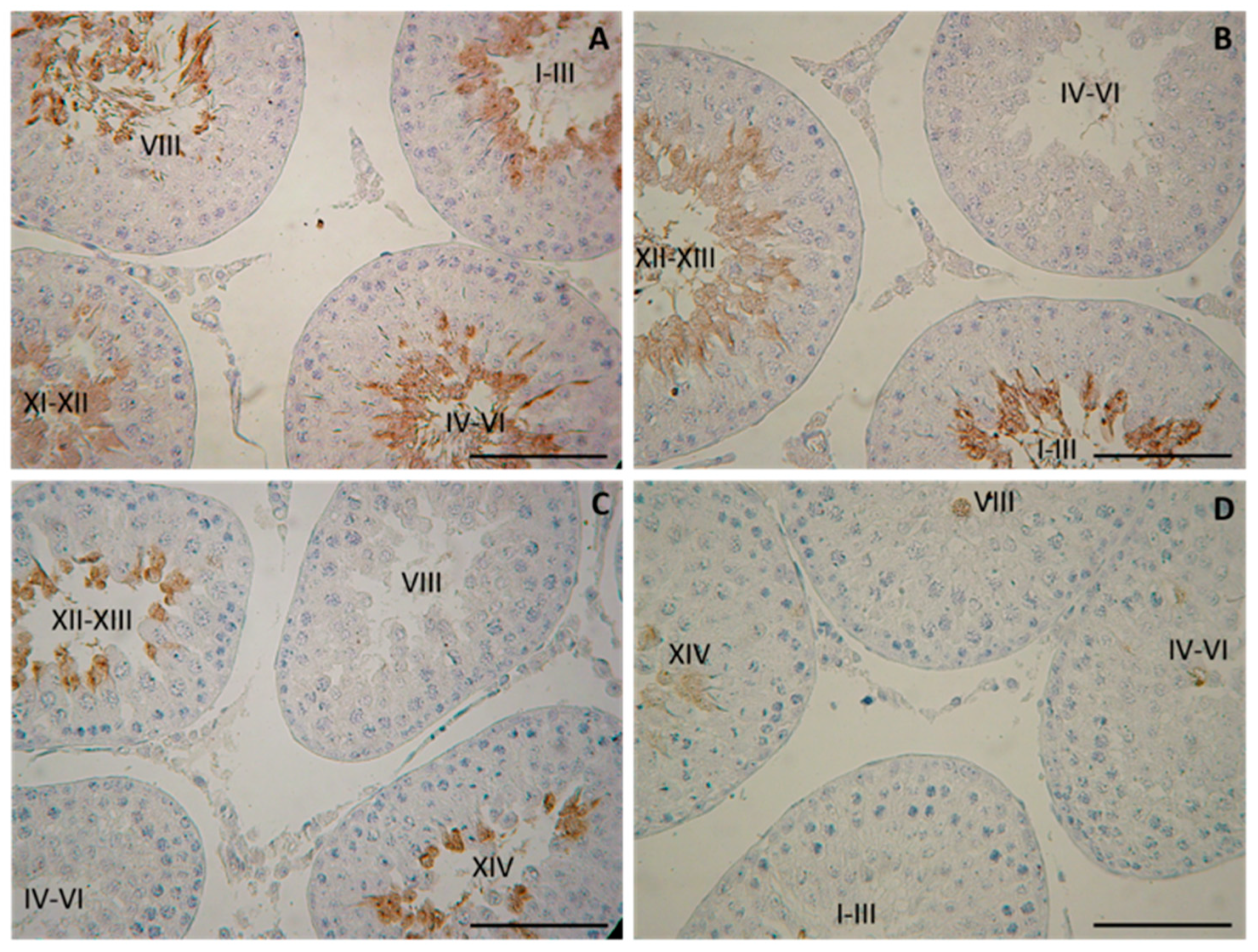 Cells 14 01714 g002 Cells 14 01714 g002