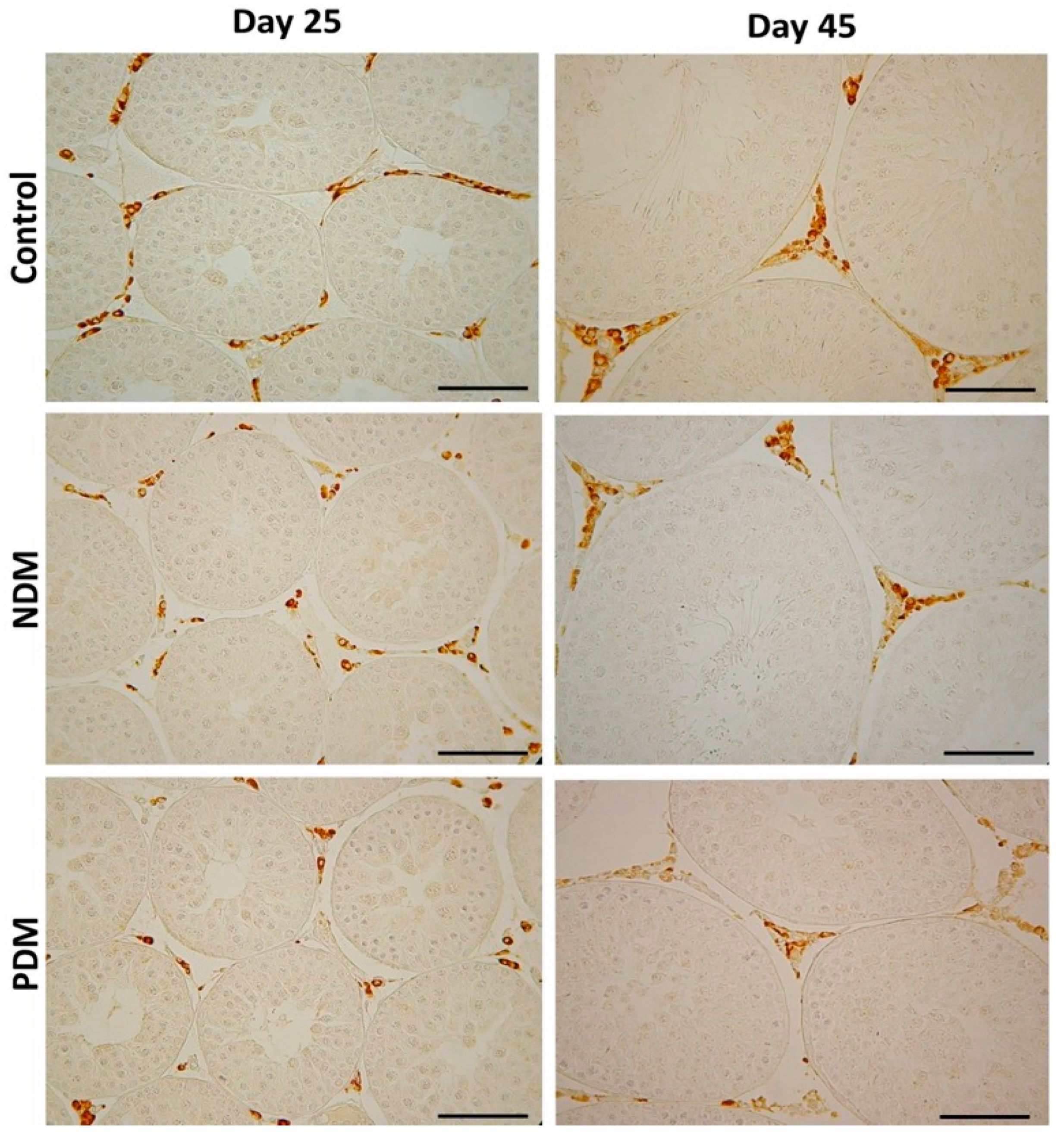 Cells 14 01714 g005 Cells 14 01714 g005