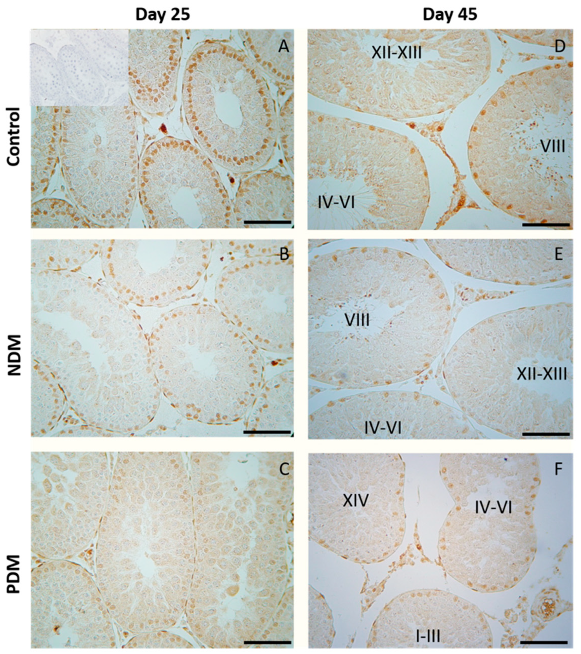 Cells 14 01714 g008 Cells 14 01714 g008