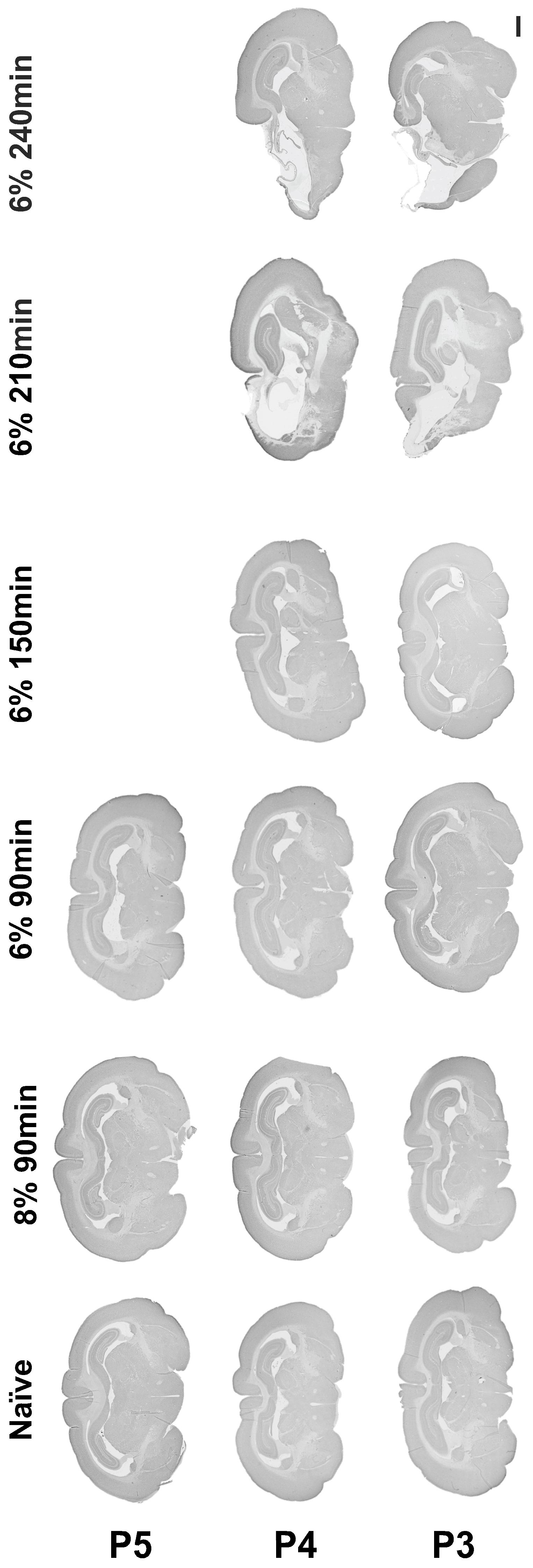 Cells 14 01715 g002 Cells 14 01715 g002
