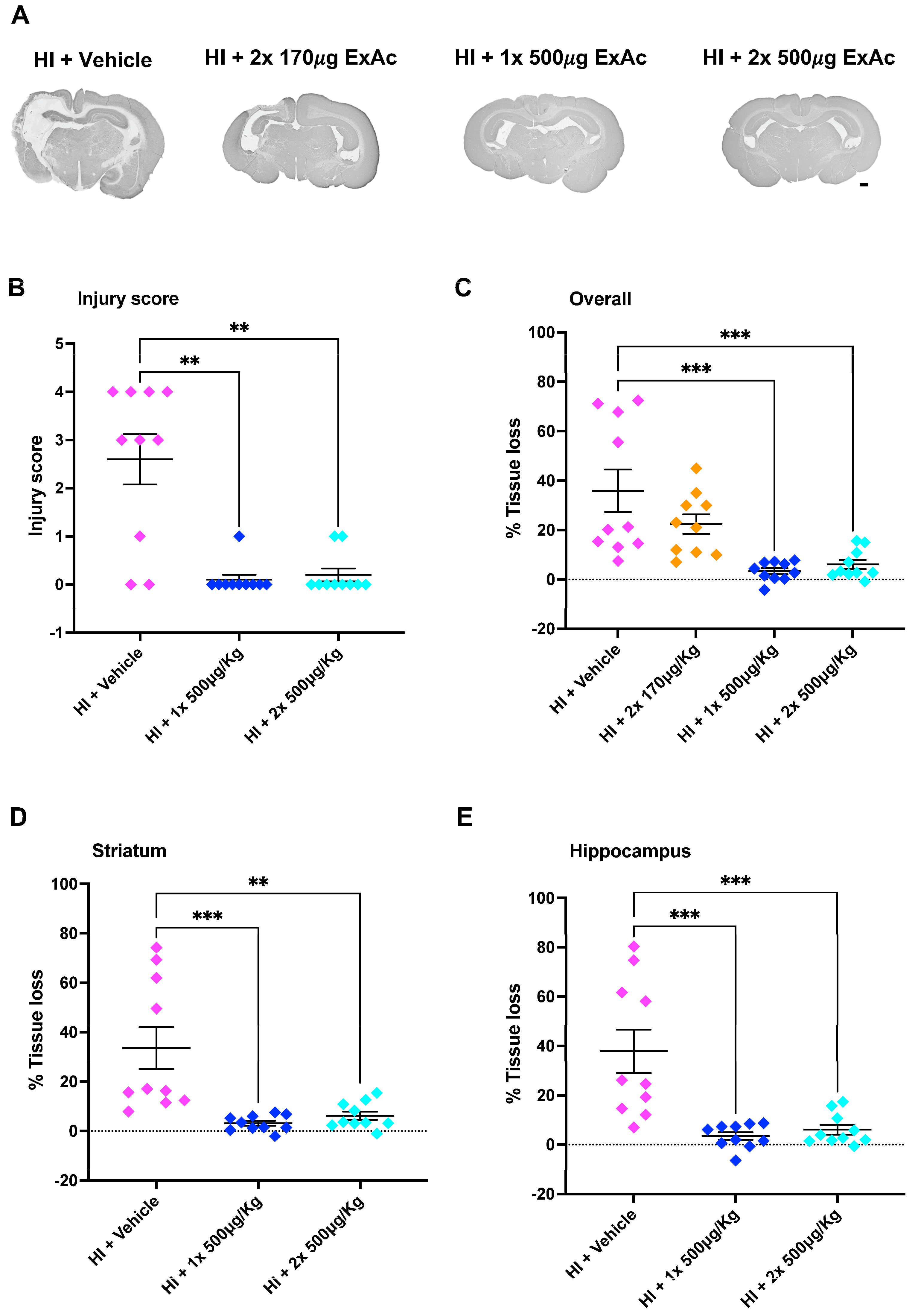 Cells 14 01715 g004 Cells 14 01715 g004