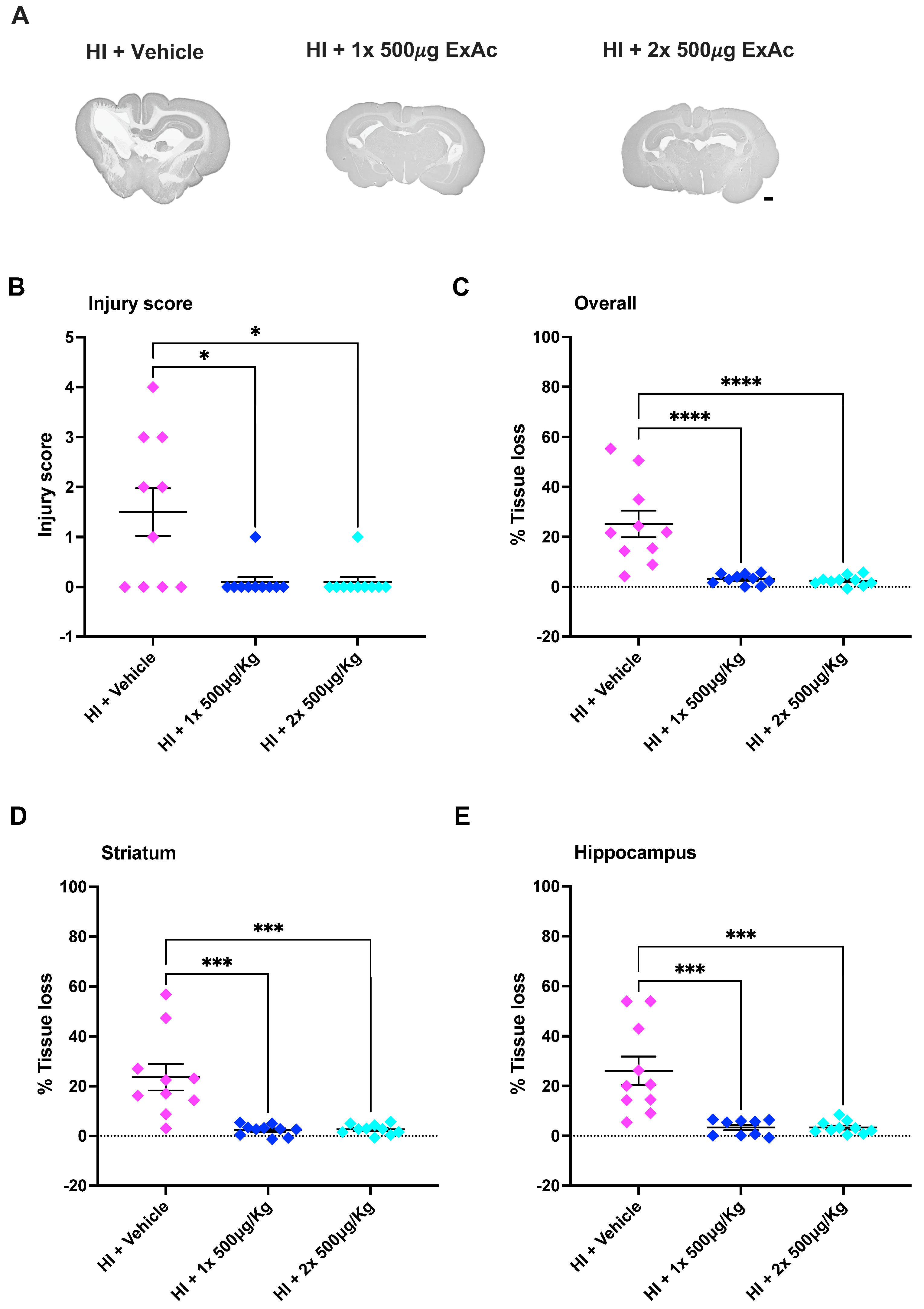 Cells 14 01715 g005 Cells 14 01715 g005