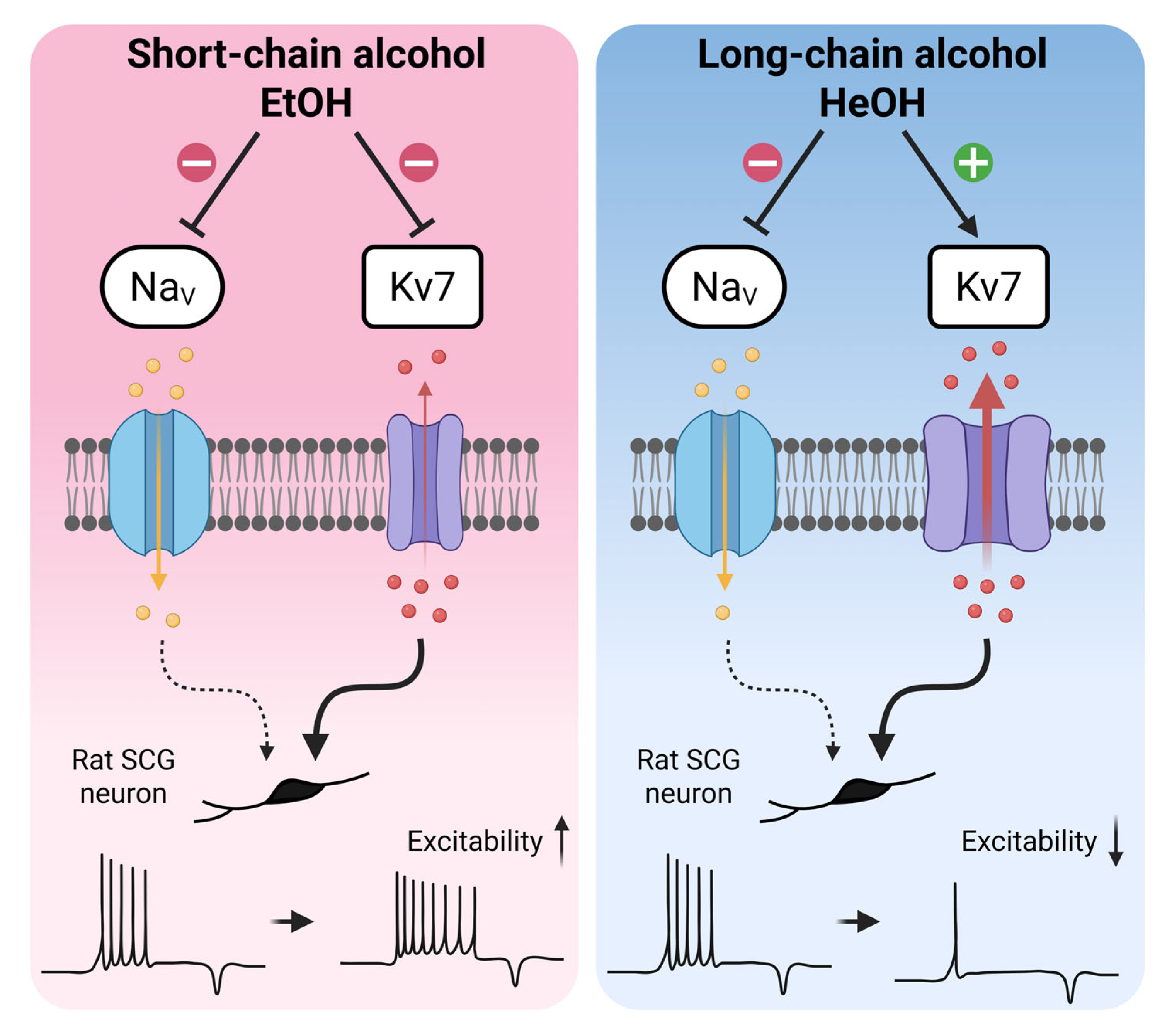 Cells 14 01723 g008 Cells 14 01723 g008