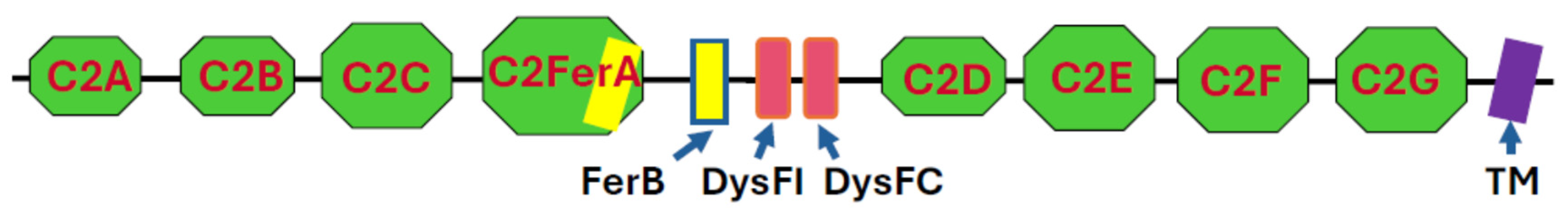 Cells 14 01724 g001 Cells 14 01724 g001