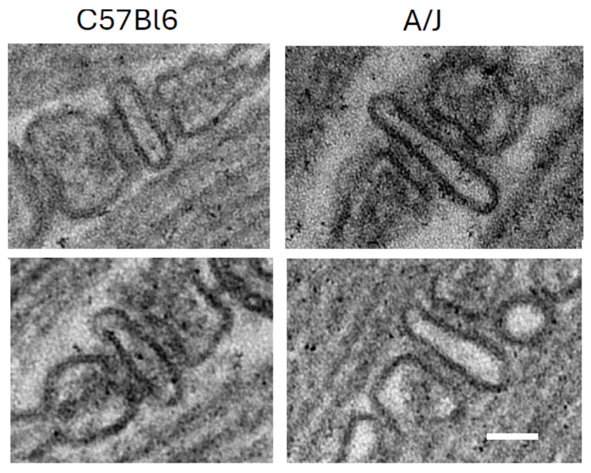 Cells 14 01724 g003 Cells 14 01724 g003