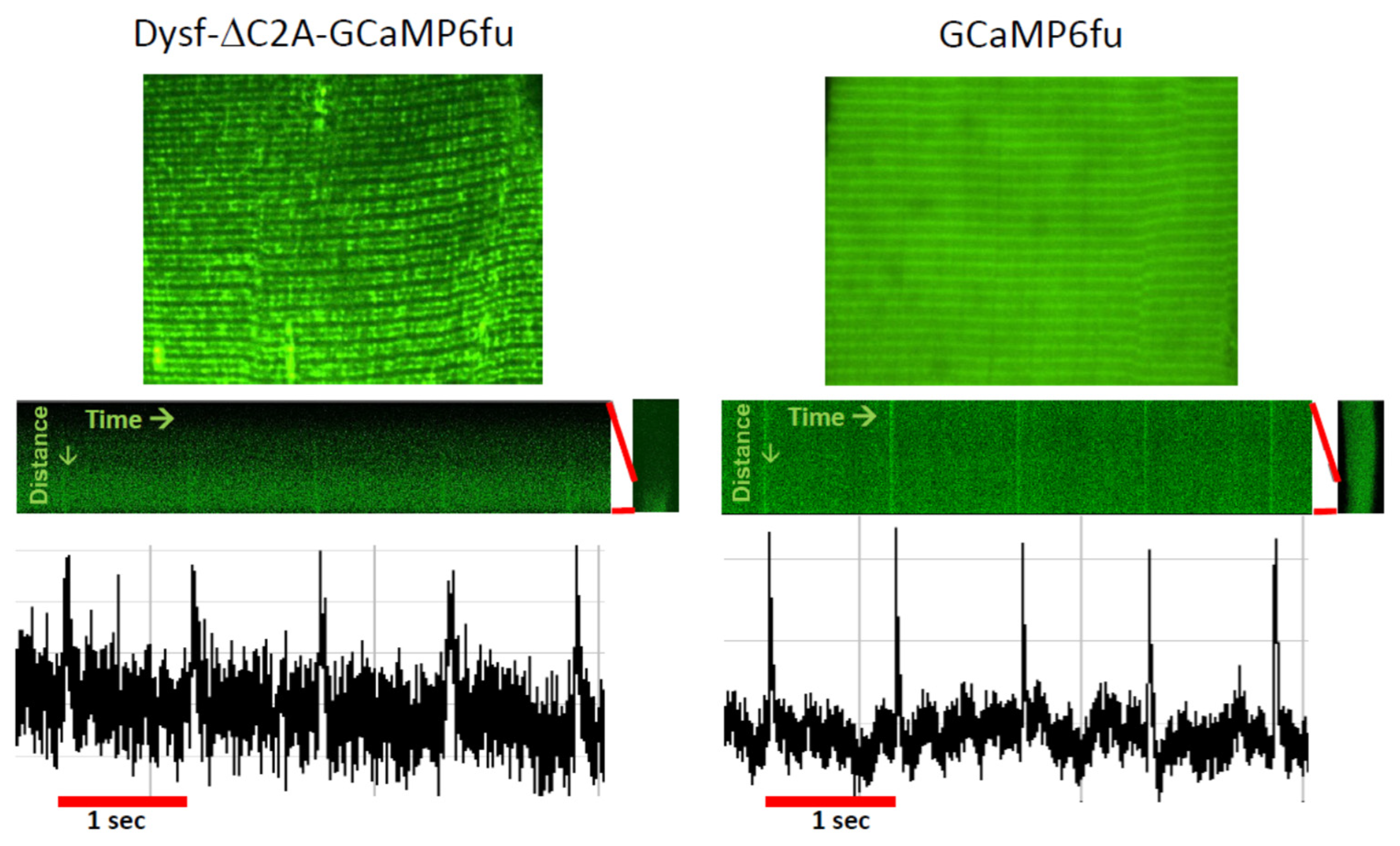 Cells 14 01724 g004 Cells 14 01724 g004