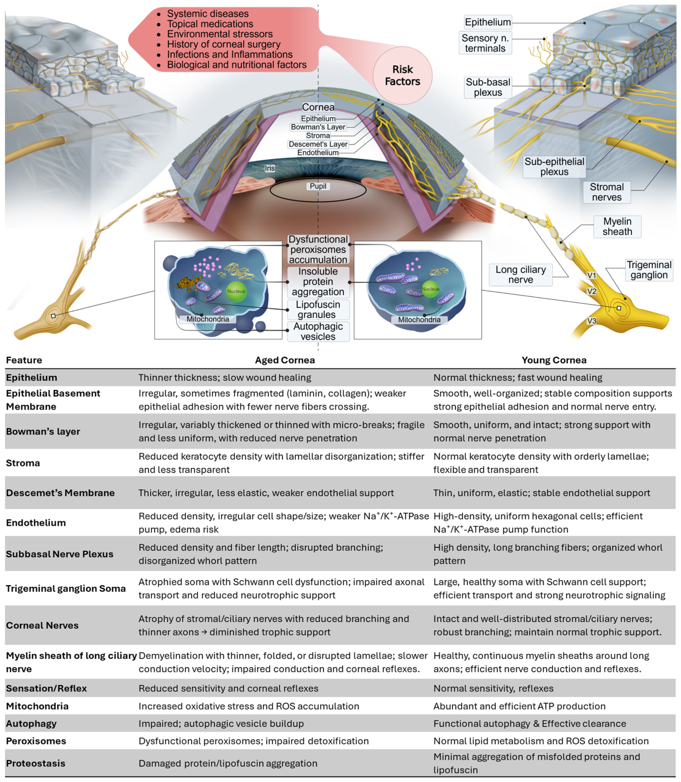 Cells 14 01730 g001 Cells 14 01730 g001