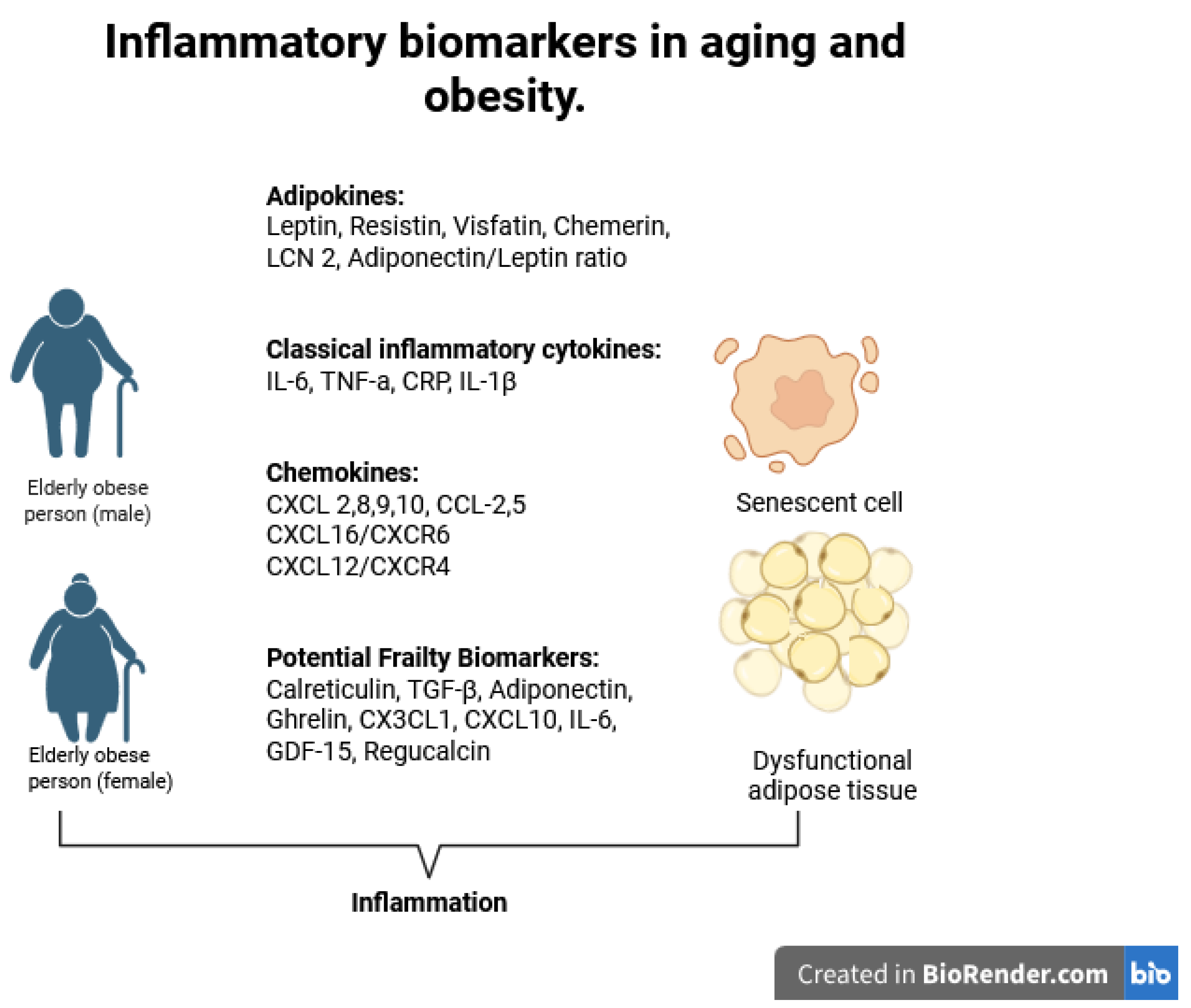 Cells 14 01733 g001 Cells 14 01733 g001
