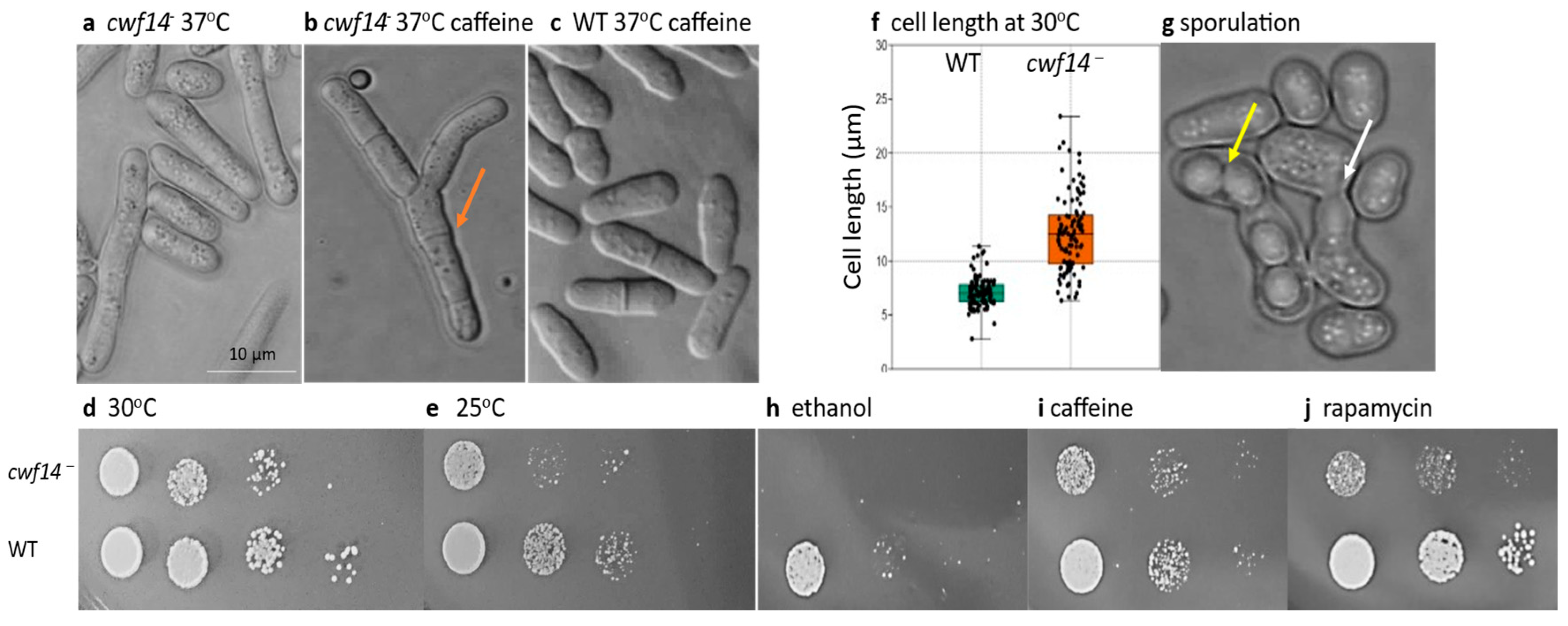 Cells 14 01736 g001 Cells 14 01736 g001