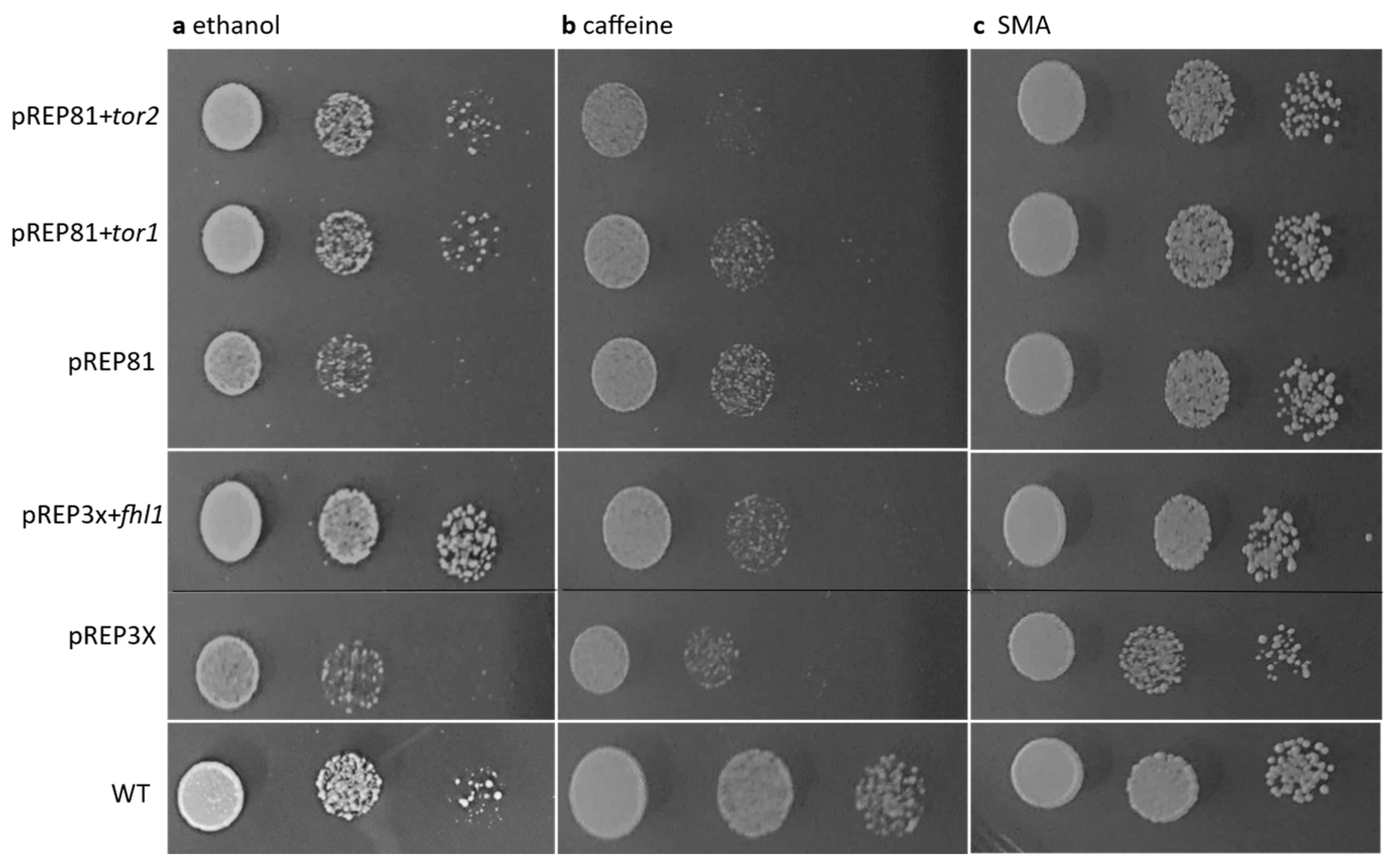 Cells 14 01736 g003 Cells 14 01736 g003