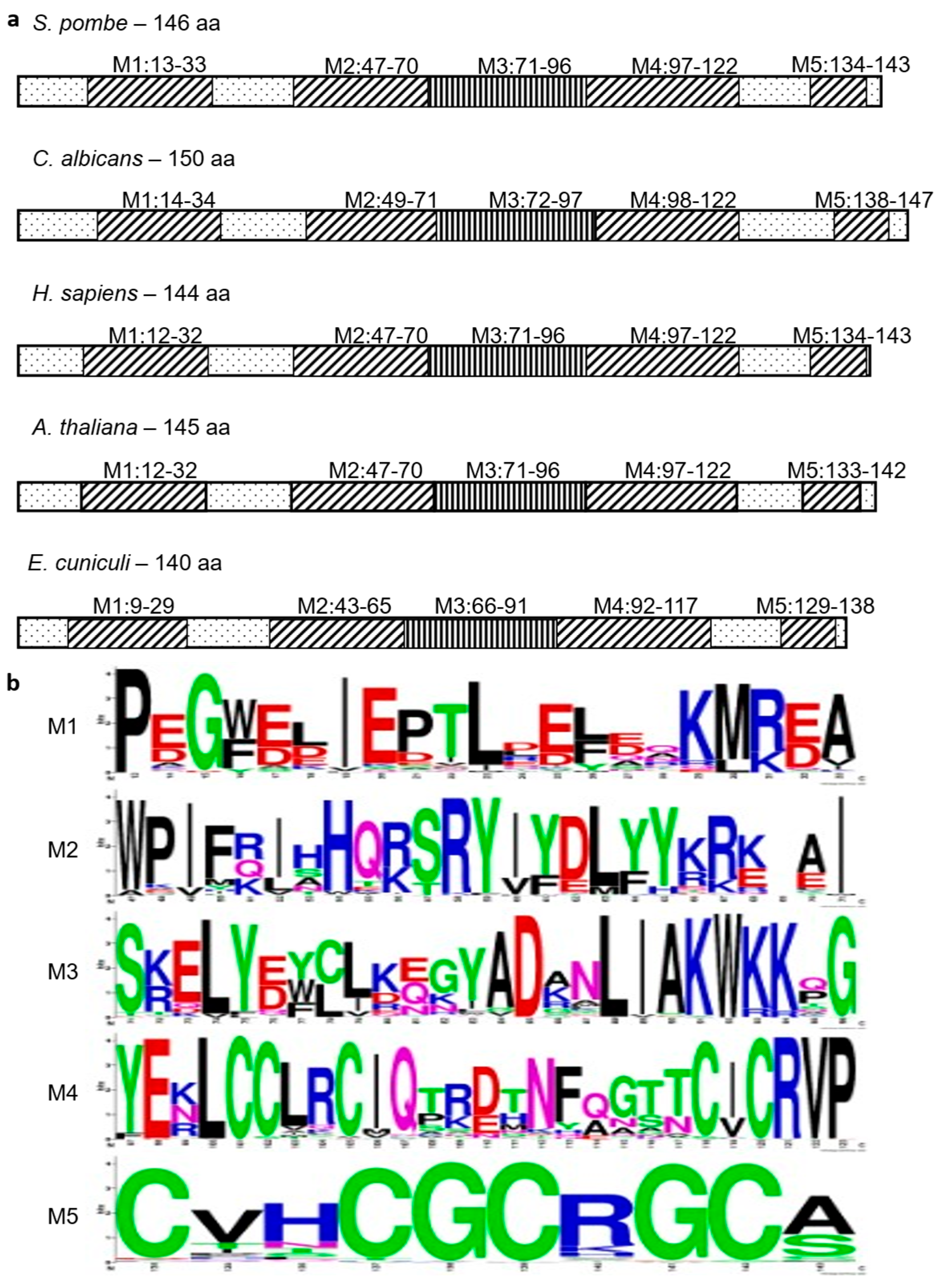 Cells 14 01736 g005 Cells 14 01736 g005
