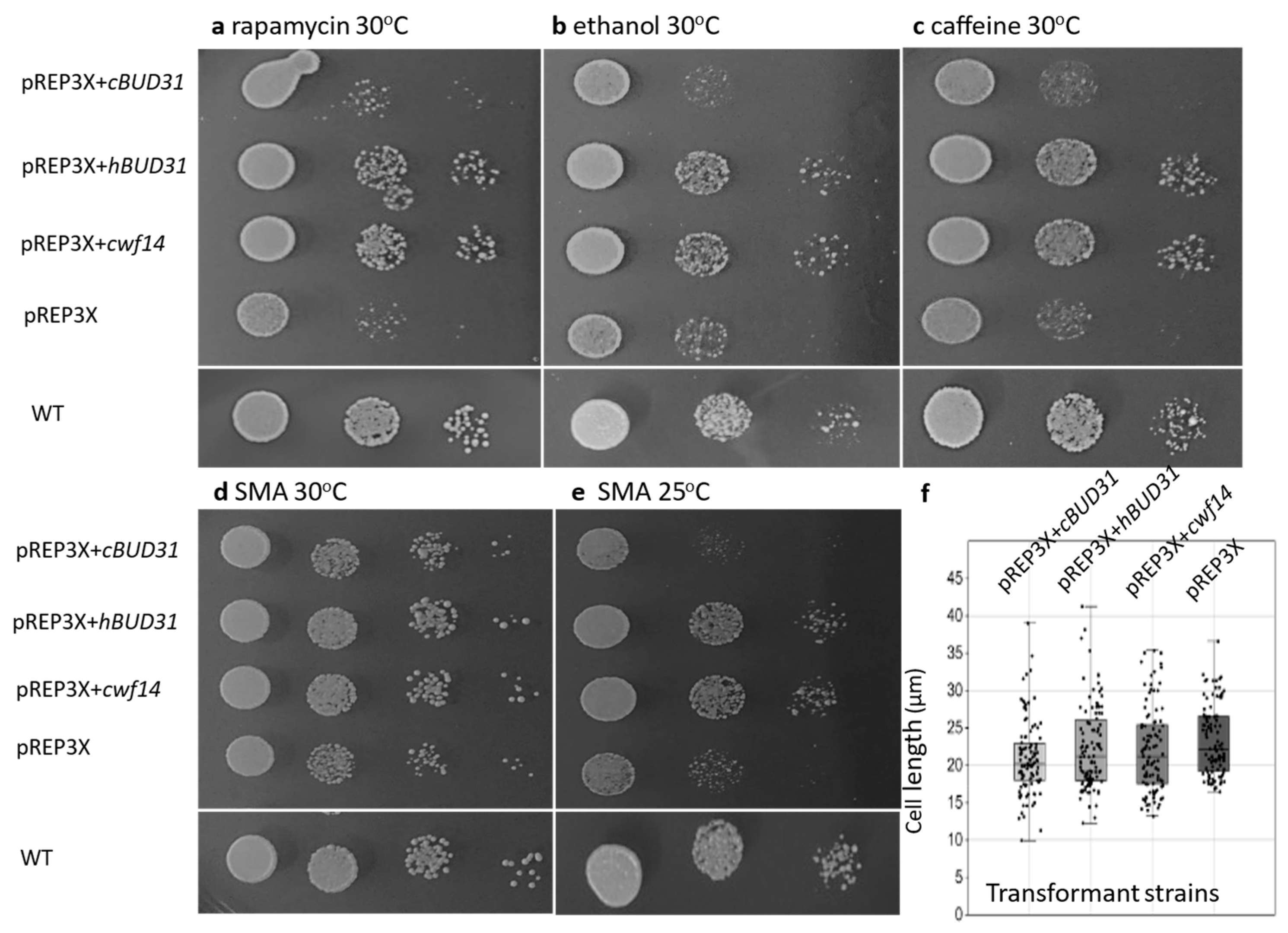 Cells 14 01736 g006 Cells 14 01736 g006