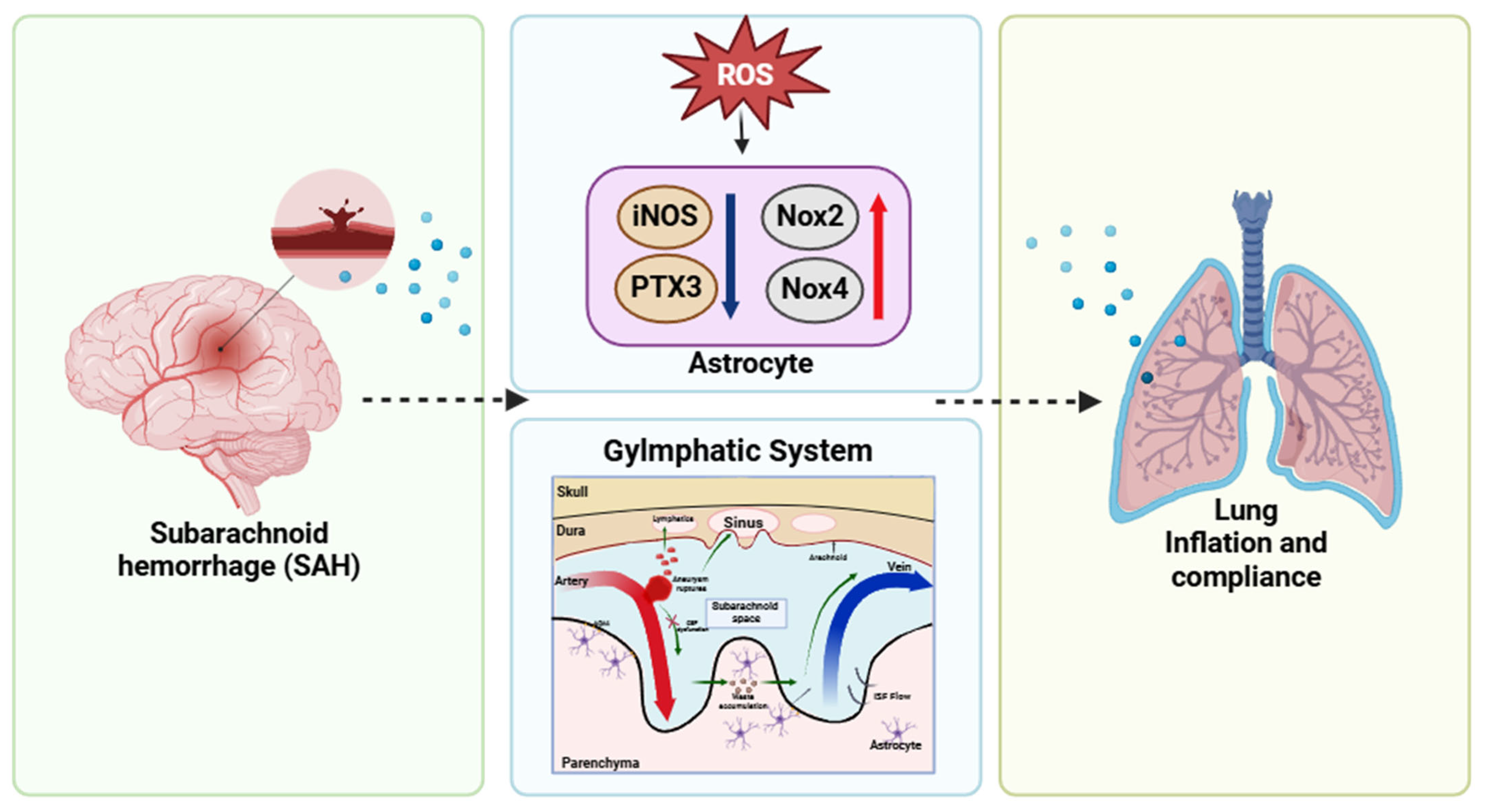 Cells 14 01739 g003 Cells 14 01739 g003