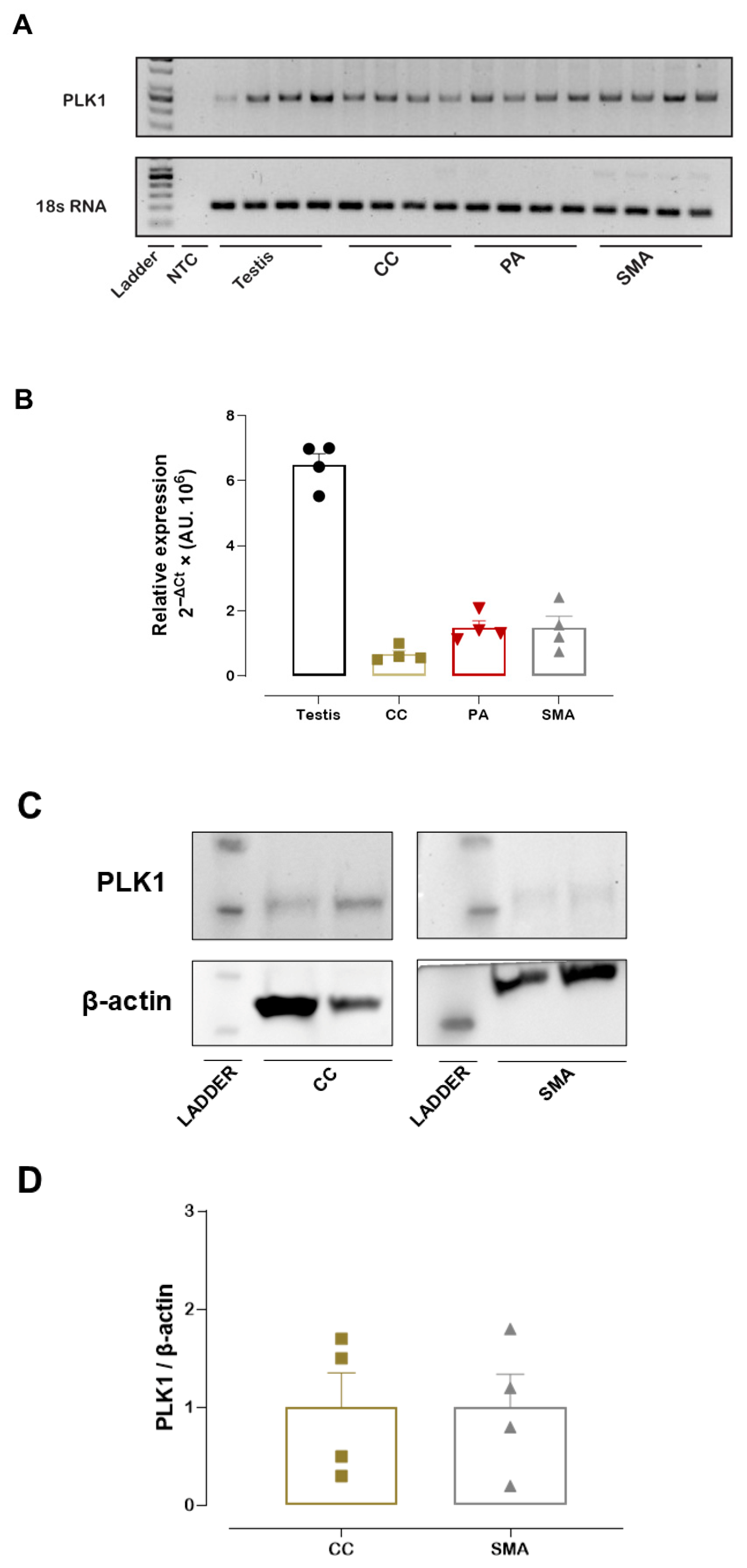 Cells 14 01741 g001 Cells 14 01741 g001