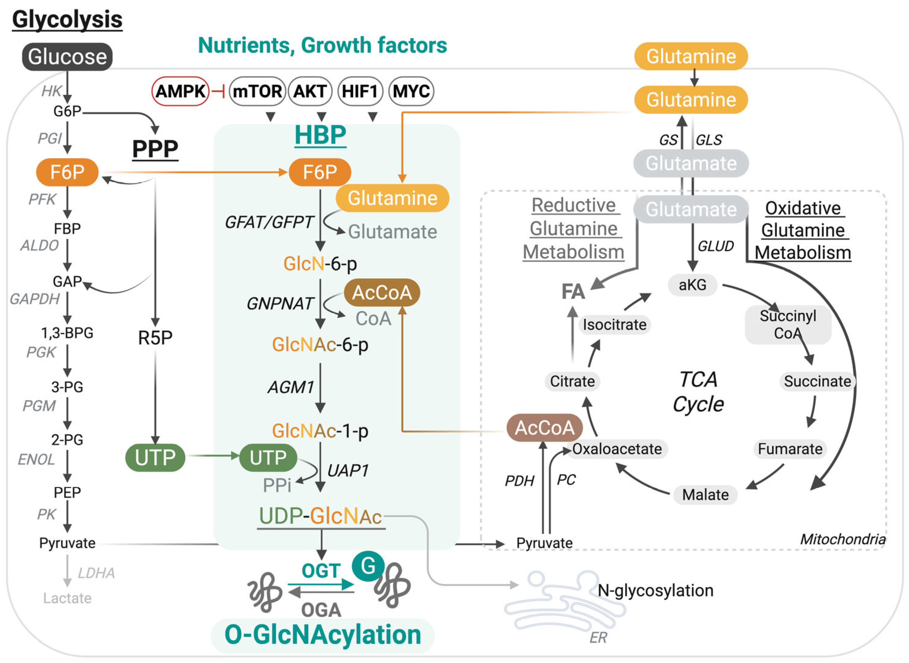 Cells 14 01743 g001 Cells 14 01743 g001