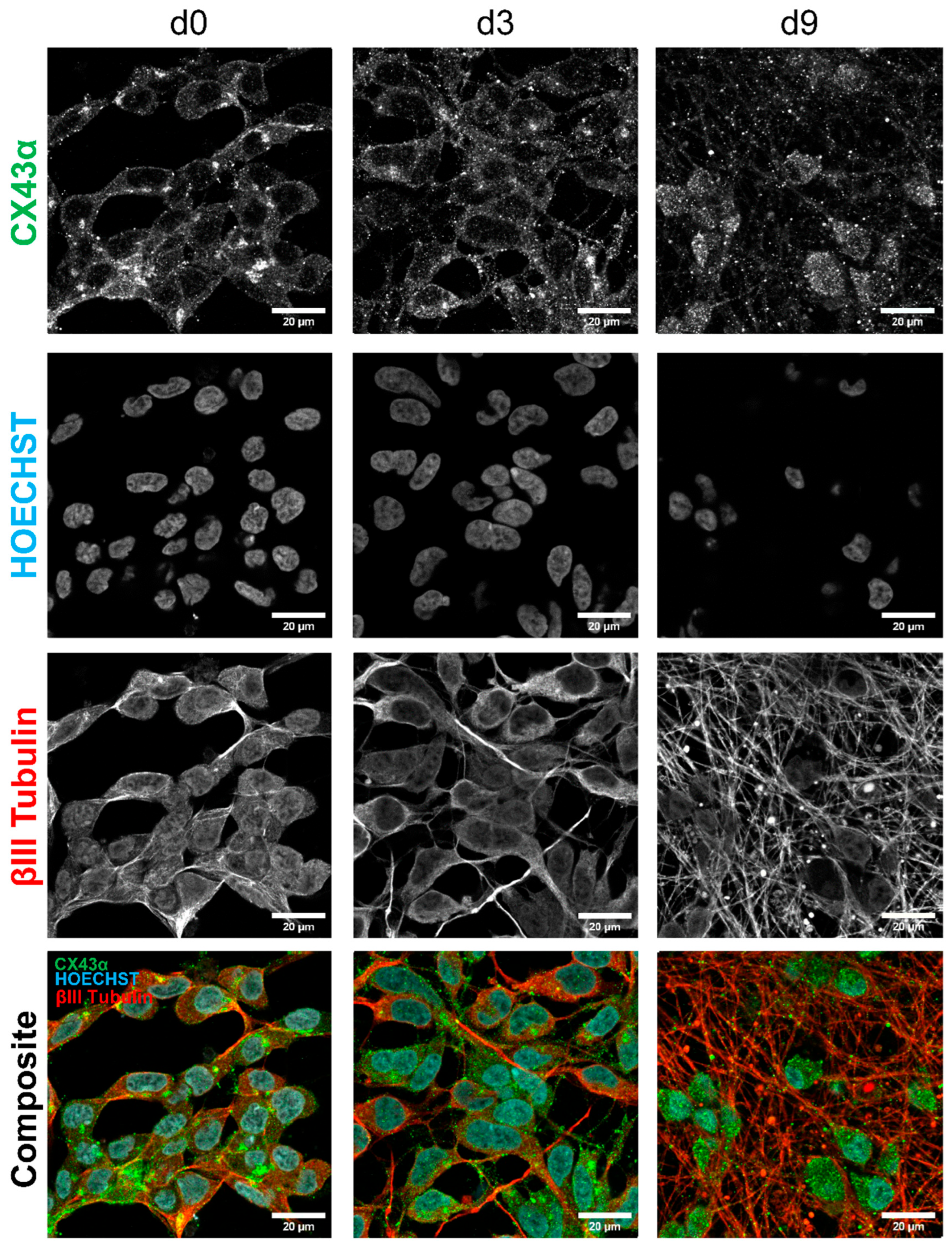 Cells 14 01744 g008 Cells 14 01744 g008