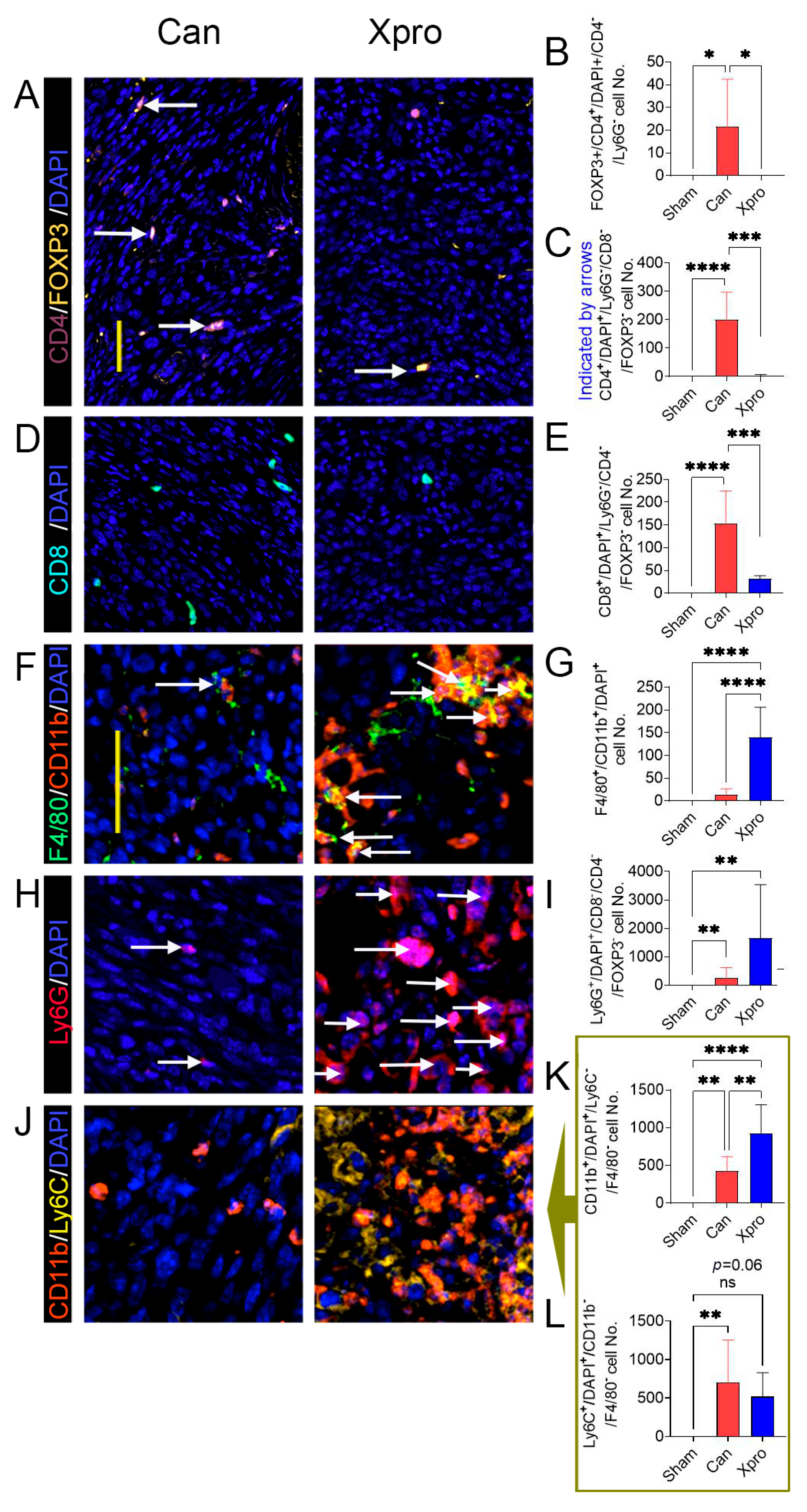 Cells 14 01749 g004 Cells 14 01749 g004