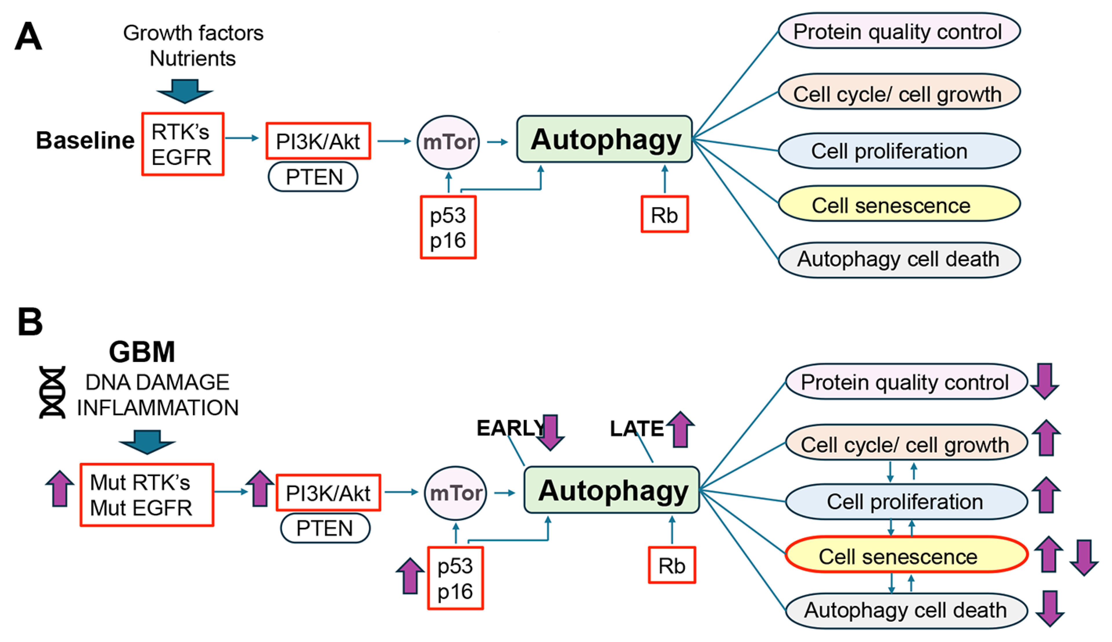 Cells 14 01764 g006 Cells 14 01764 g006