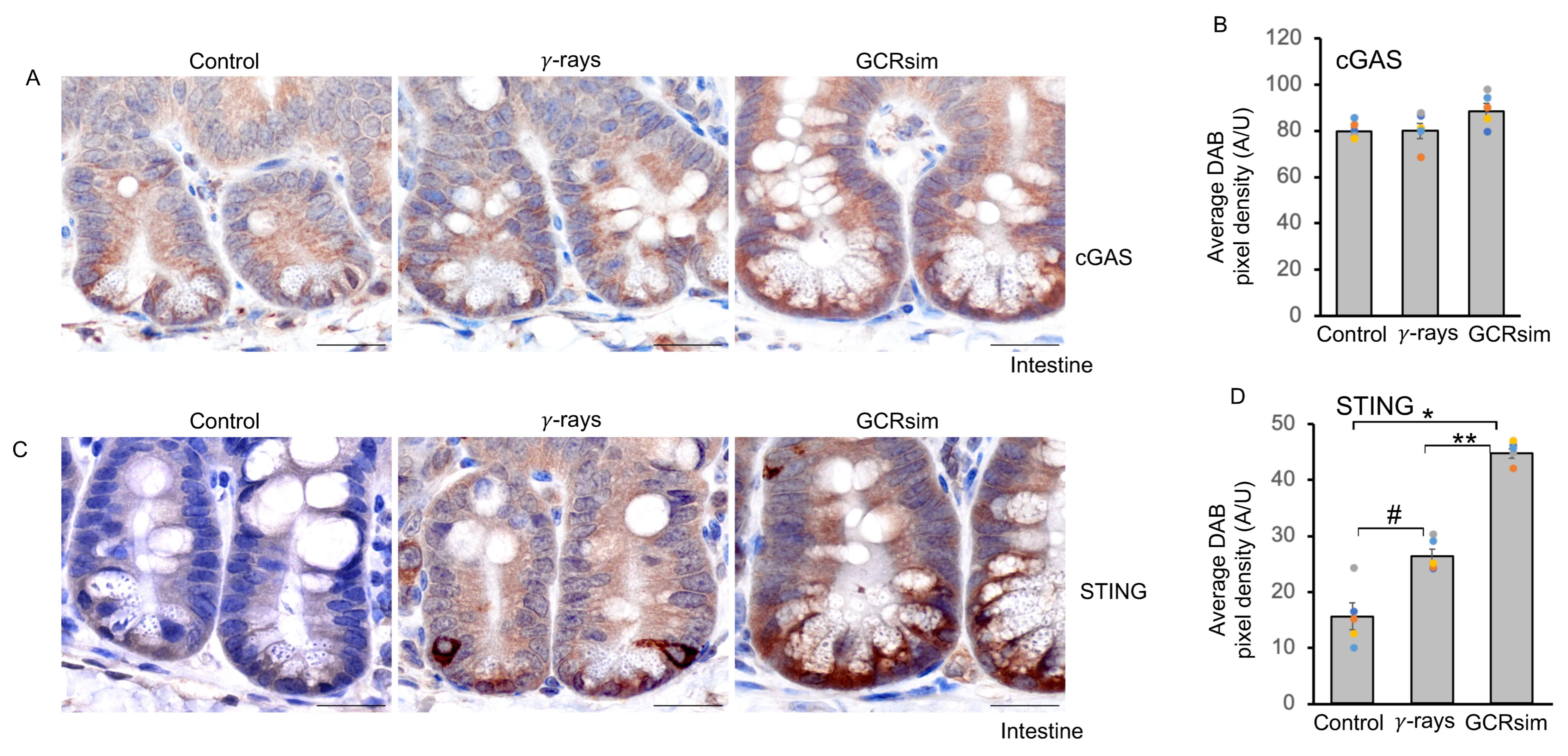 Cells 14 01767 g004 Cells 14 01767 g004