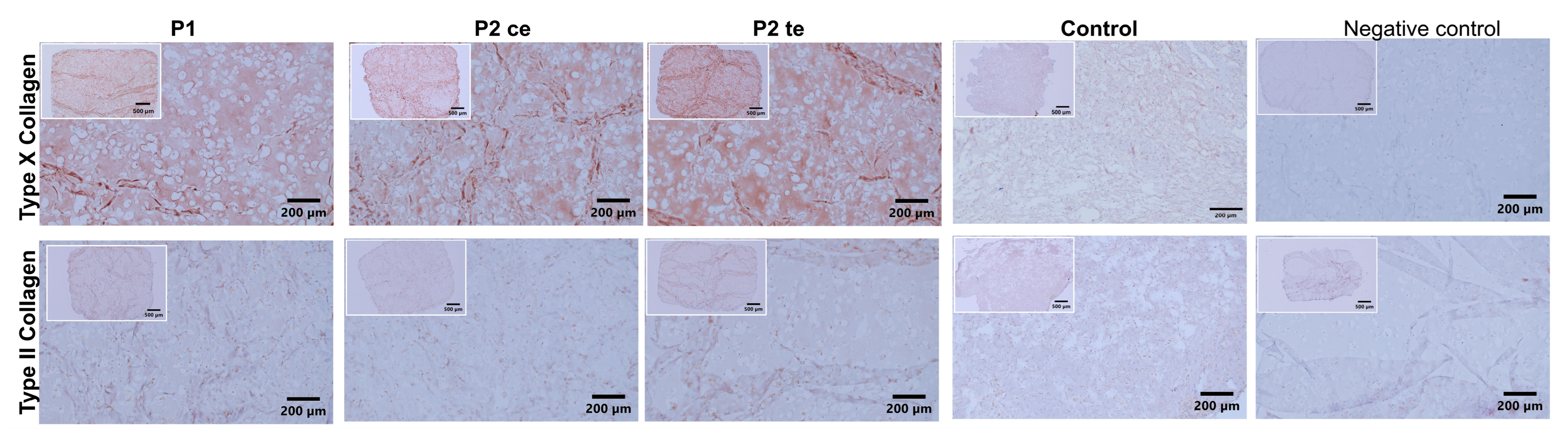 Cells 14 01773 g004 Cells 14 01773 g004