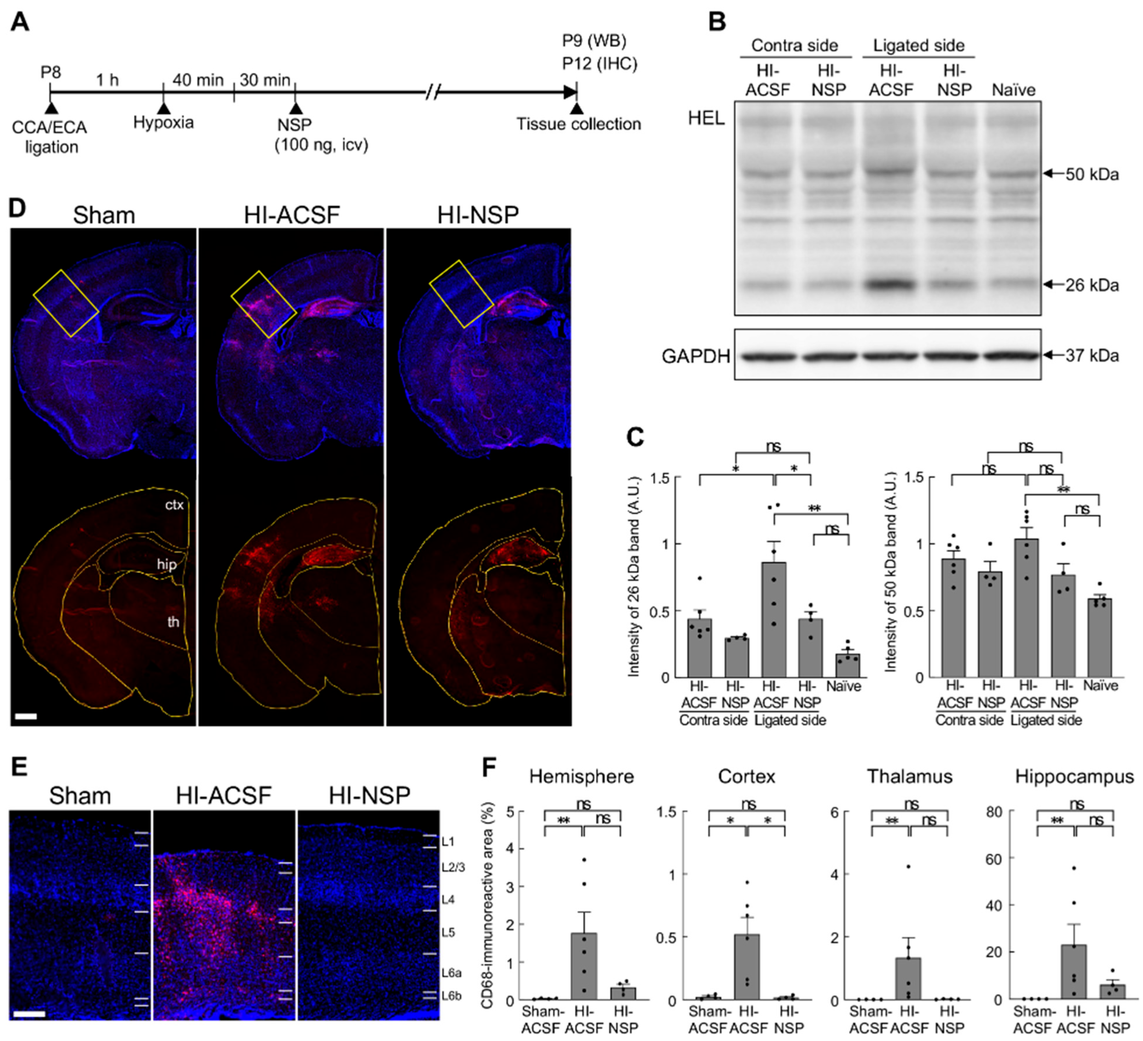 Cells 14 01840 g004 Cells 14 01840 g004