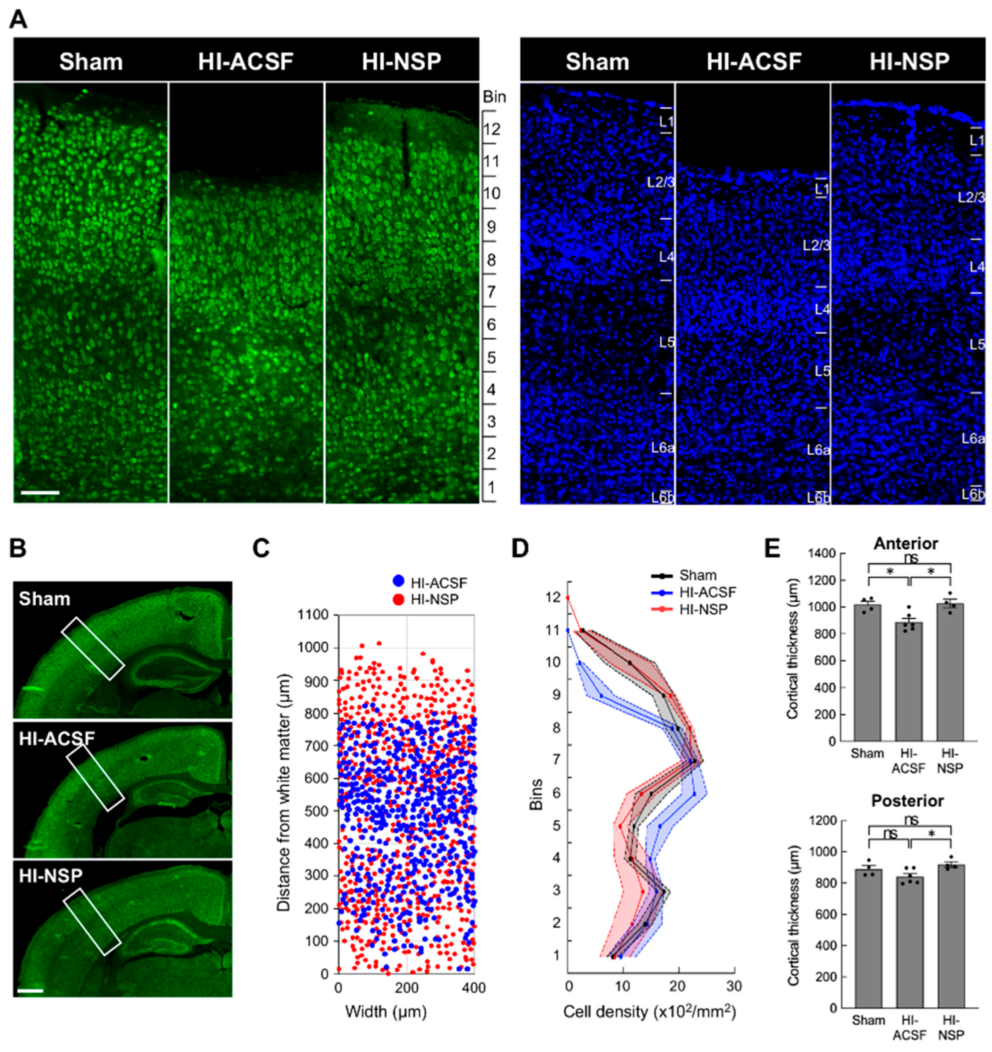 Cells 14 01840 g006 Cells 14 01840 g006