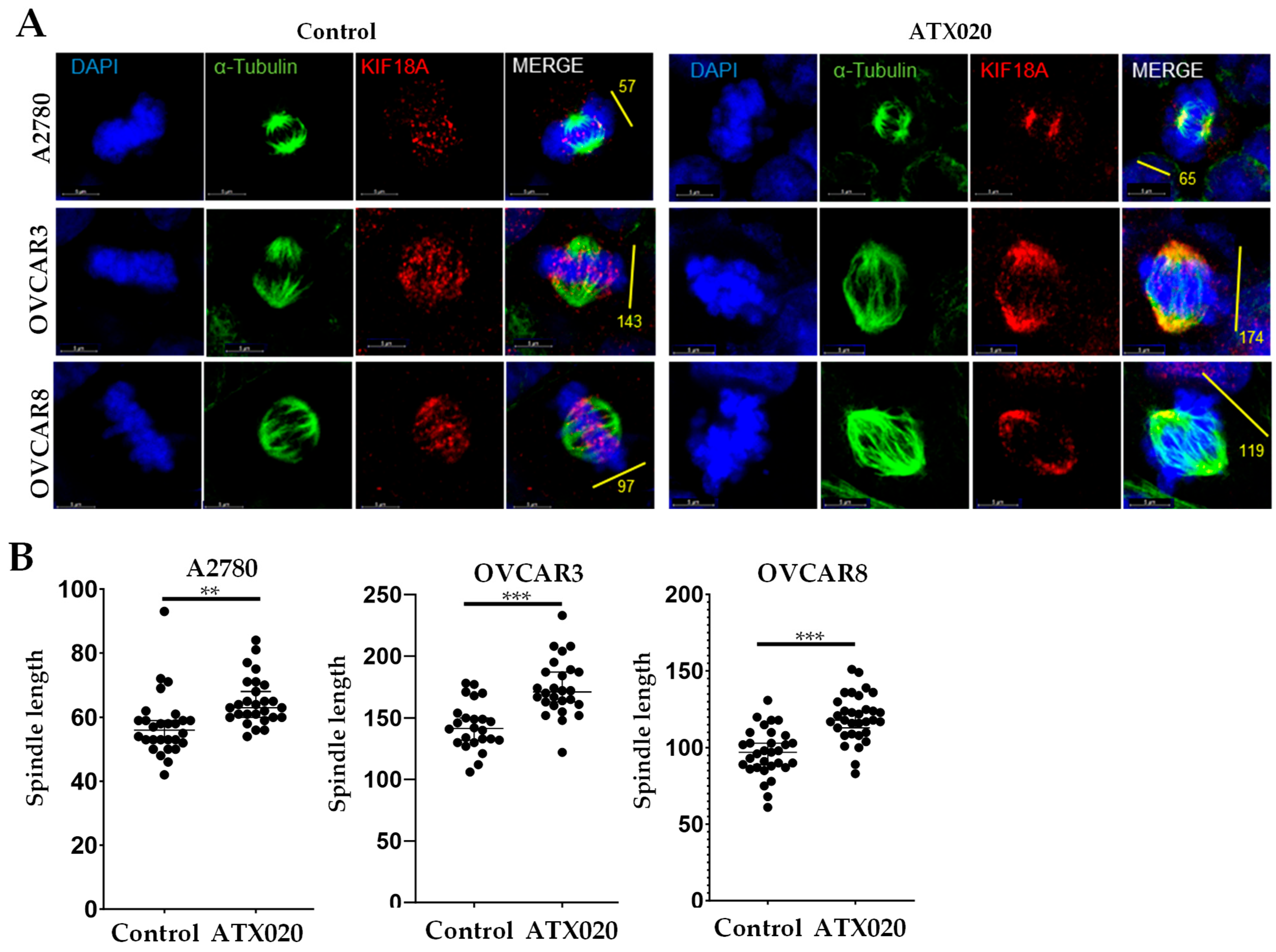 Cells 14 01863 g003